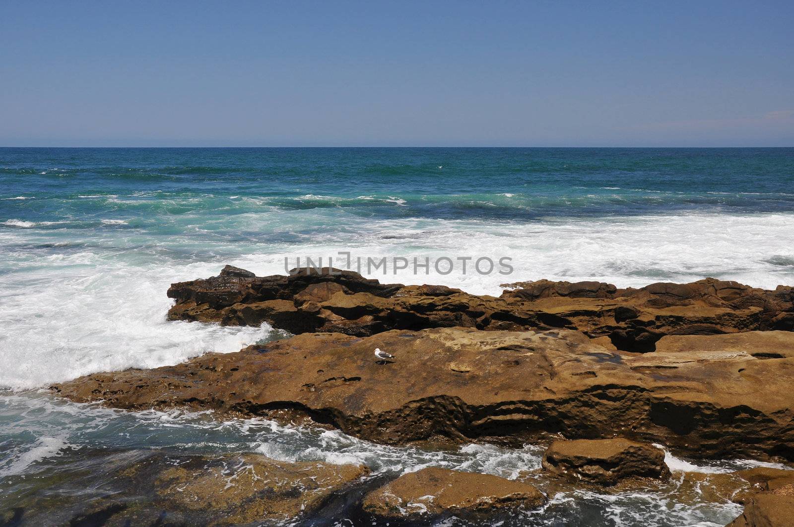 A lone seagull rests on a rocky ledge along the Southern California coastline.