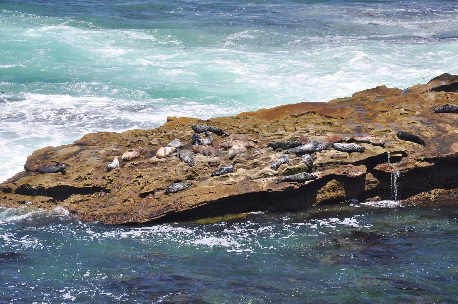 Seals on rocky ledge by PJ1960