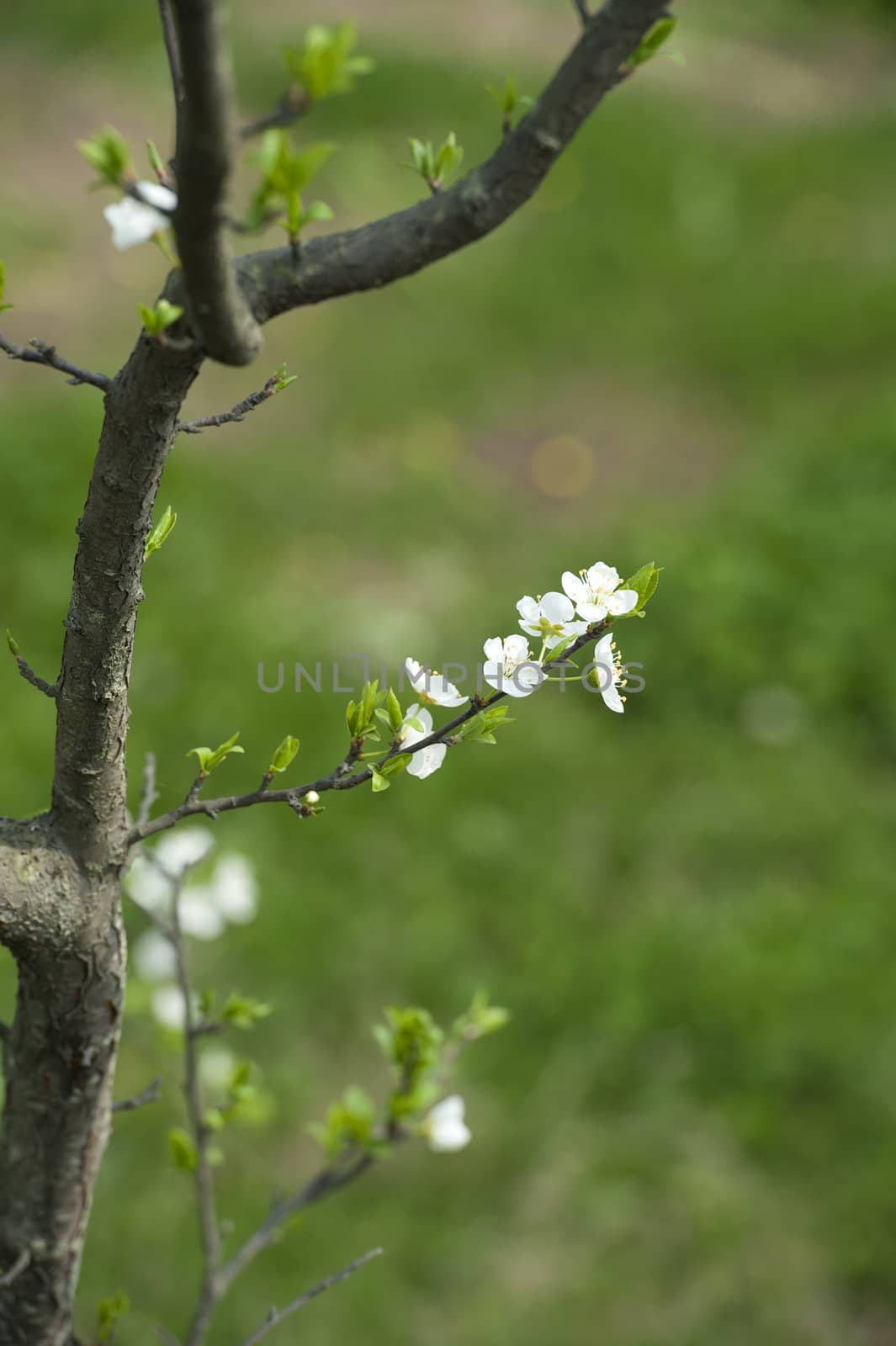 white plum blossom in a garden at spring by jackq