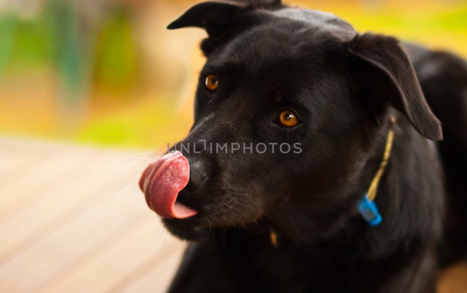 Cheeky black australian kelpie dog by sherj