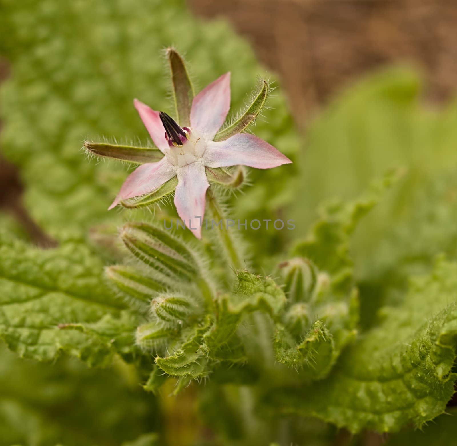 Young pink flower of borage herb plant turning blue with green foliage