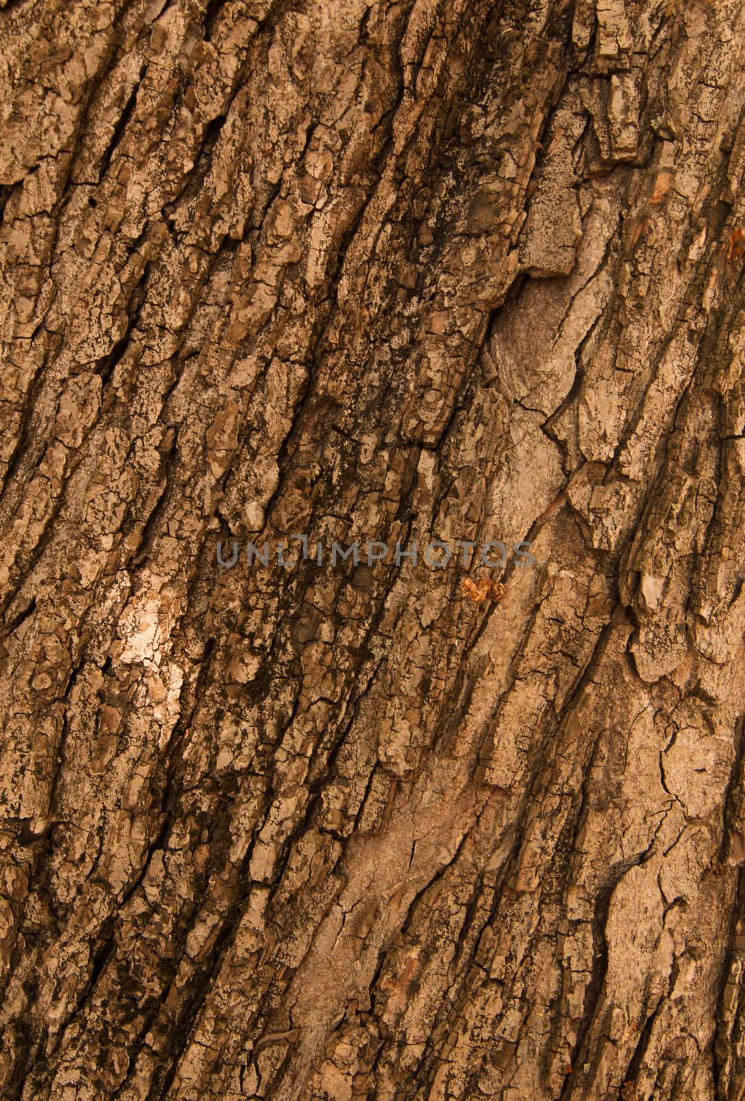 Bark of Oak Tree. Texture. Close up