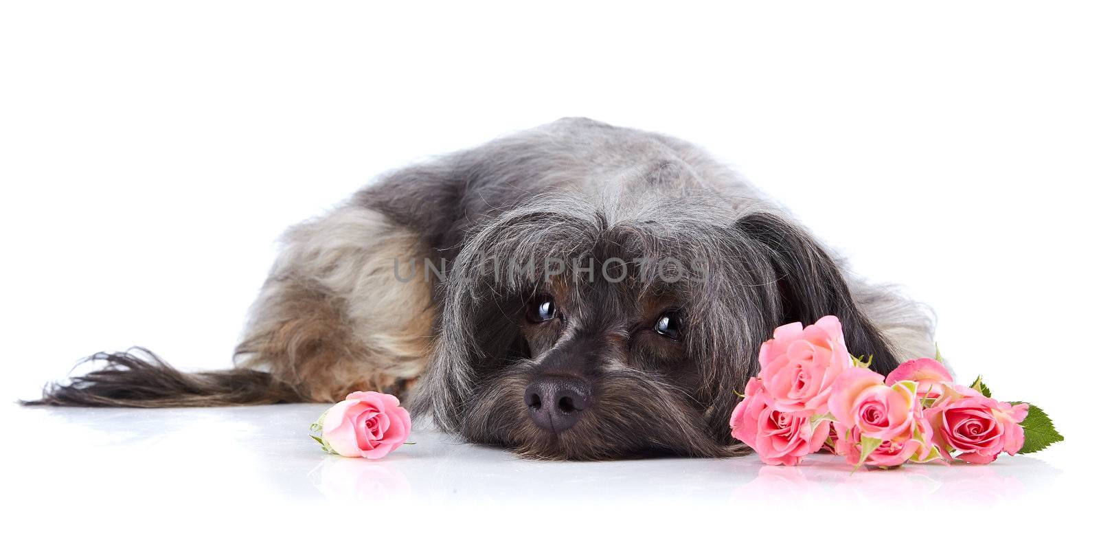 Small doggie. Decorative thoroughbred dog. Puppy of the Petersburg orchid. Shaggy doggie. The dog lies. Doggie and roses. Doggie and flowers.