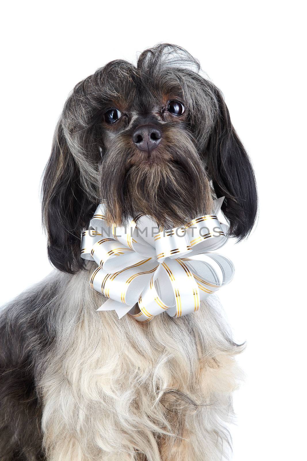 Portrait of a decorative doggie with a bow. by Azaliya