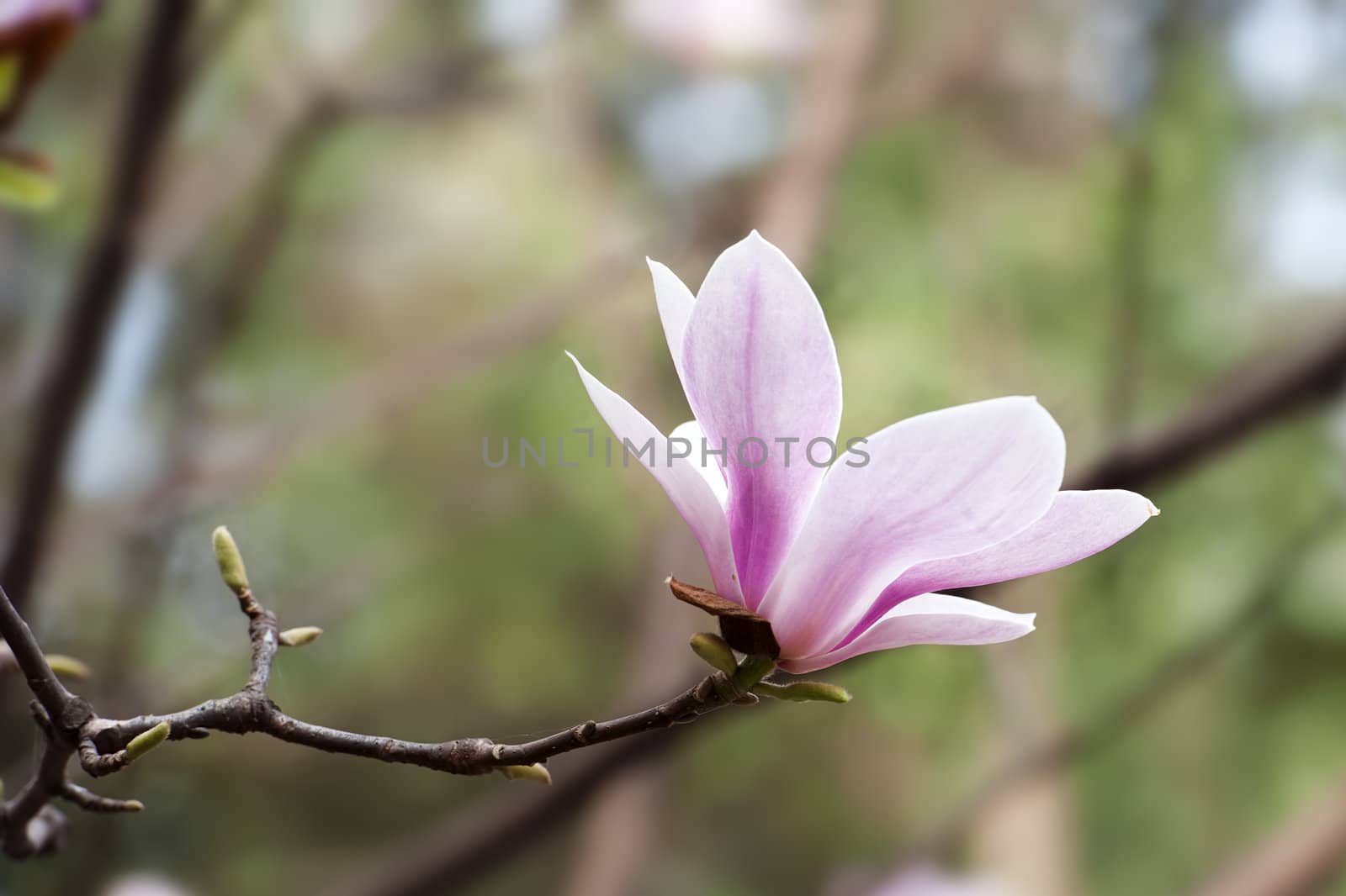 Magnolia denudata flower  by jackq