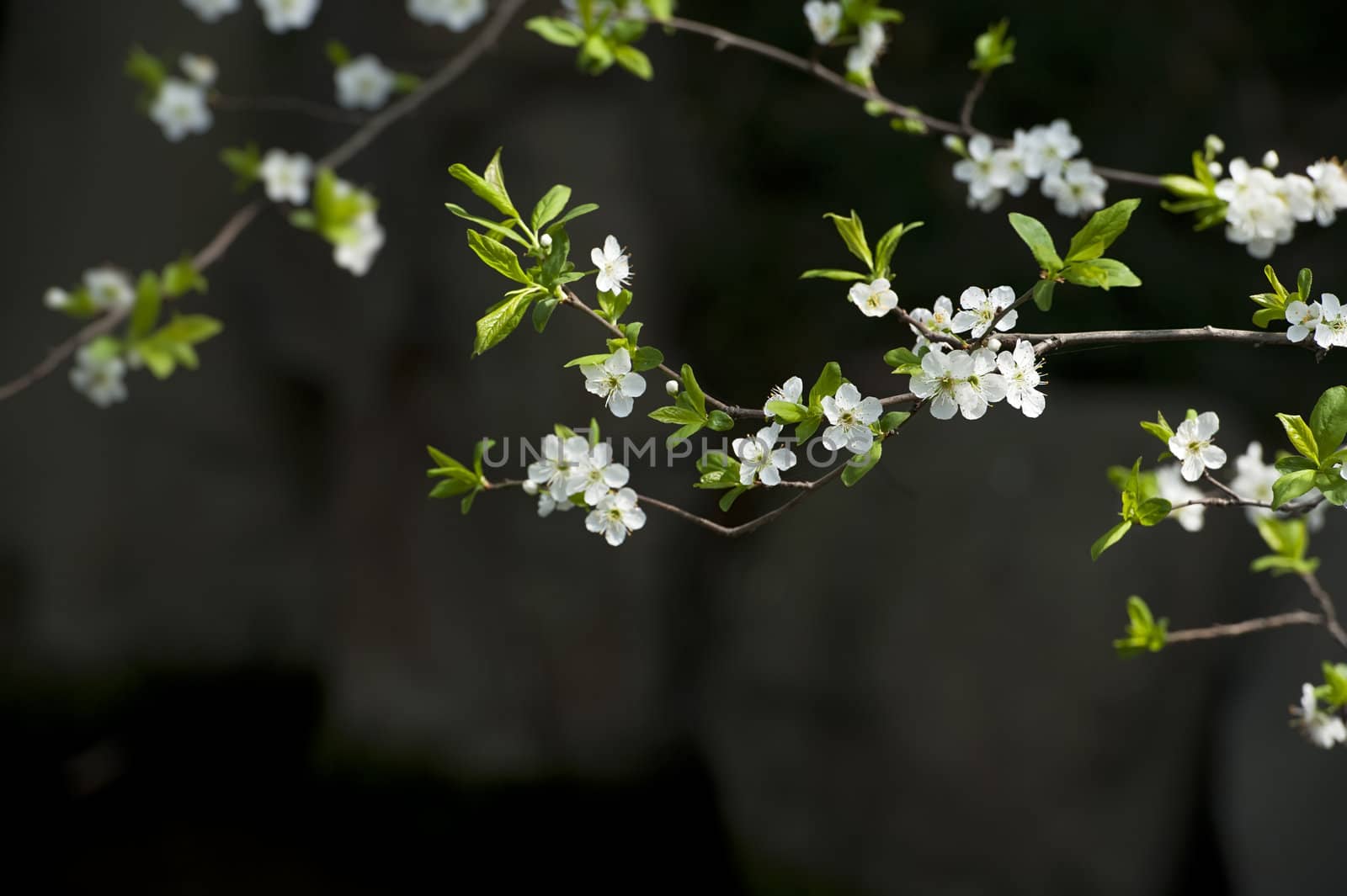 white plum blossom in a garden at spring by jackq