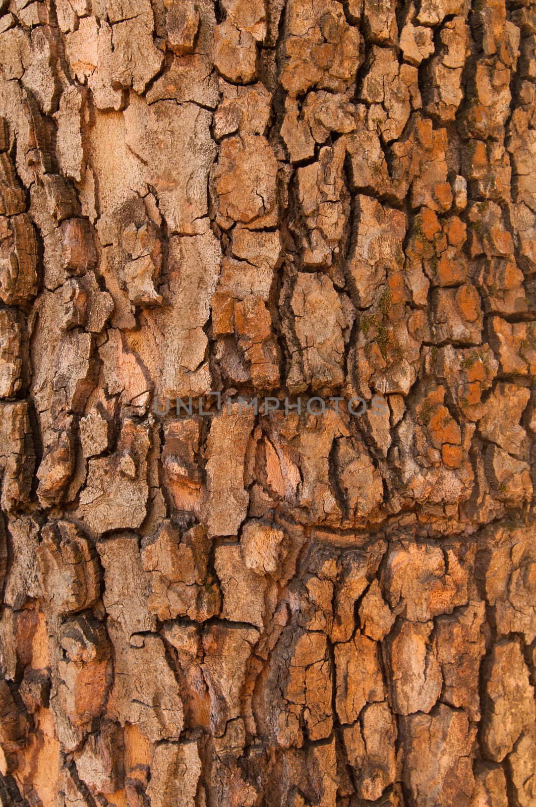 Bark of Pine Tree. Texture. Close up