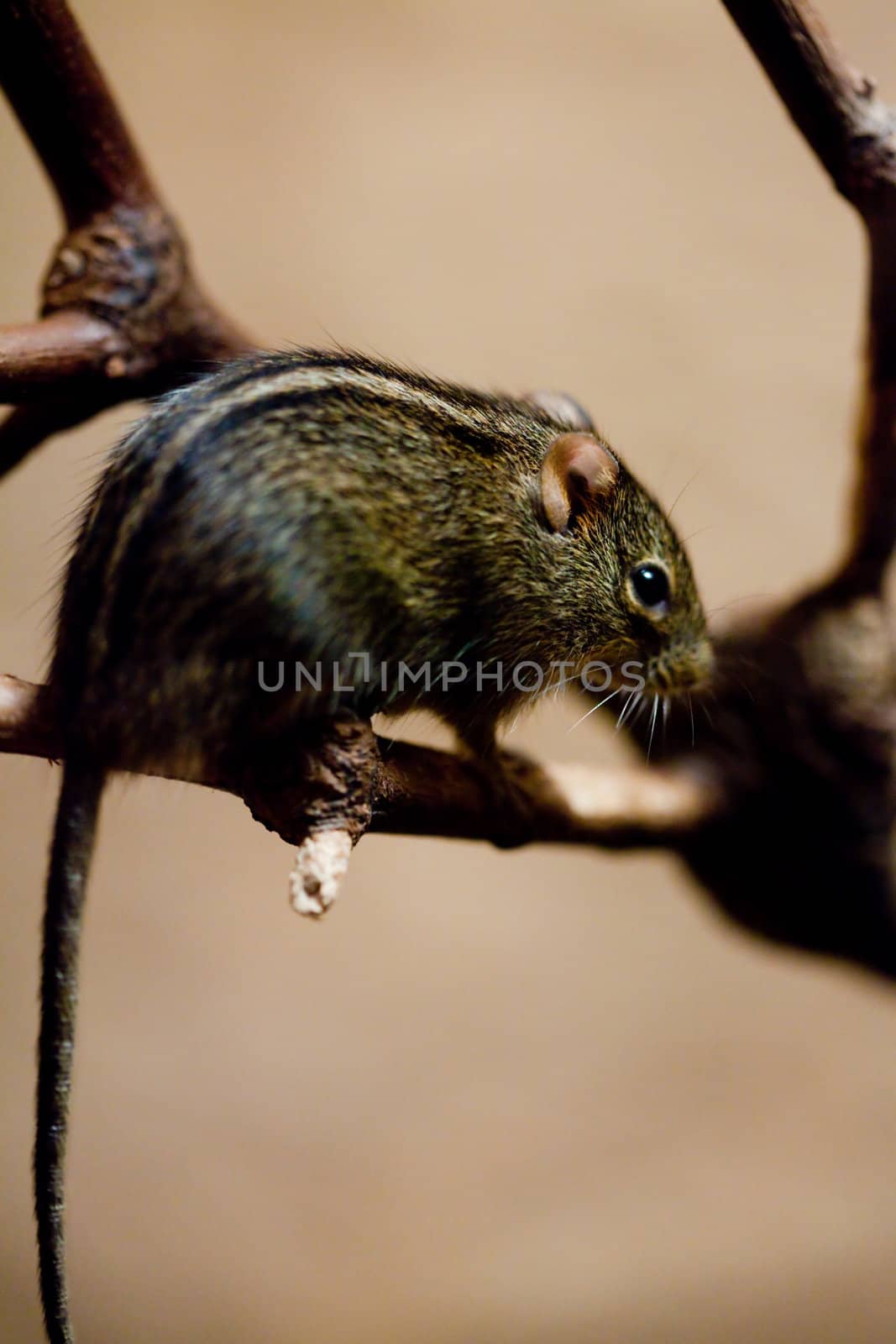 Wild Mouse sitting on a branch by jannyjus