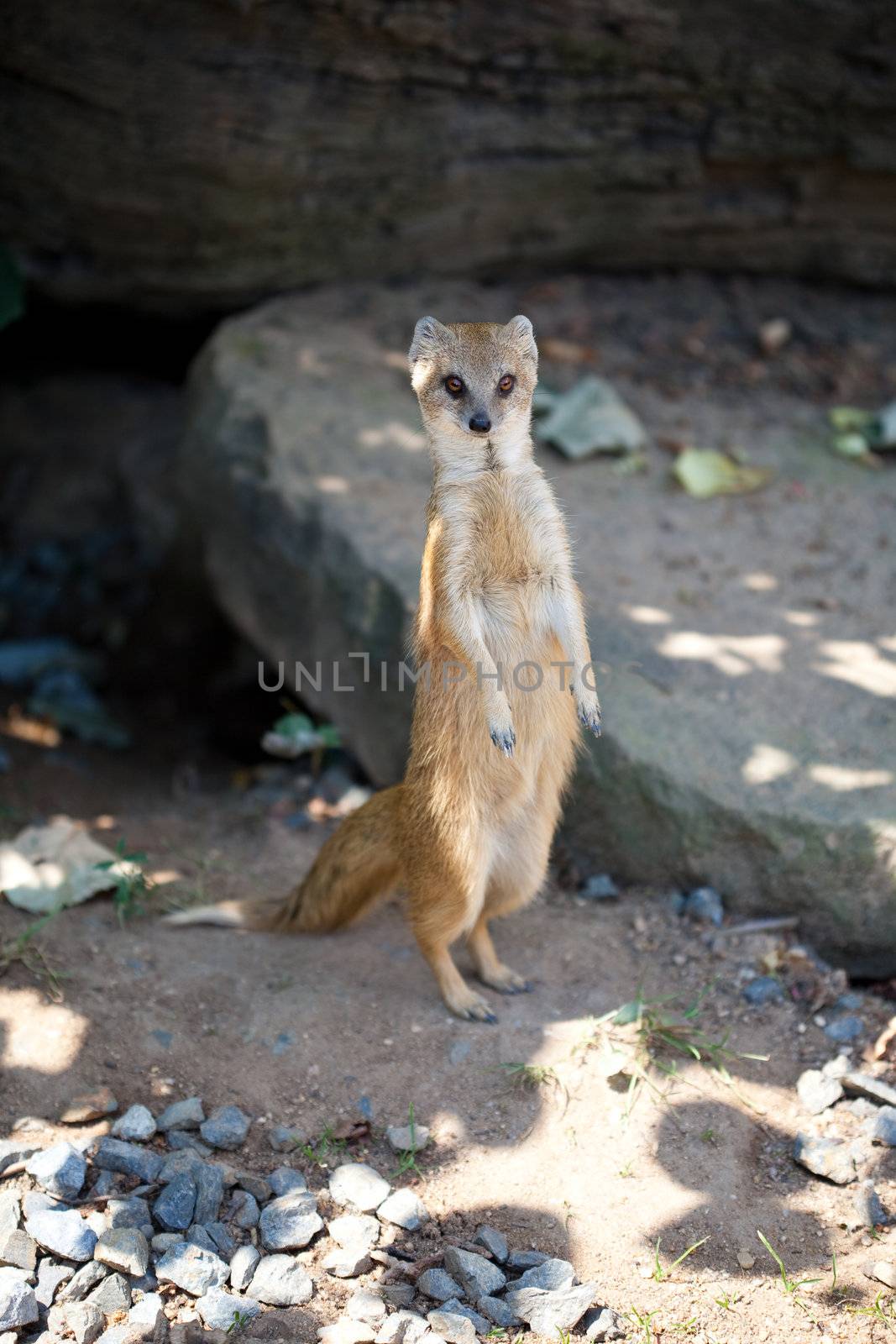 yellow mongoose sitting on the sand by jannyjus