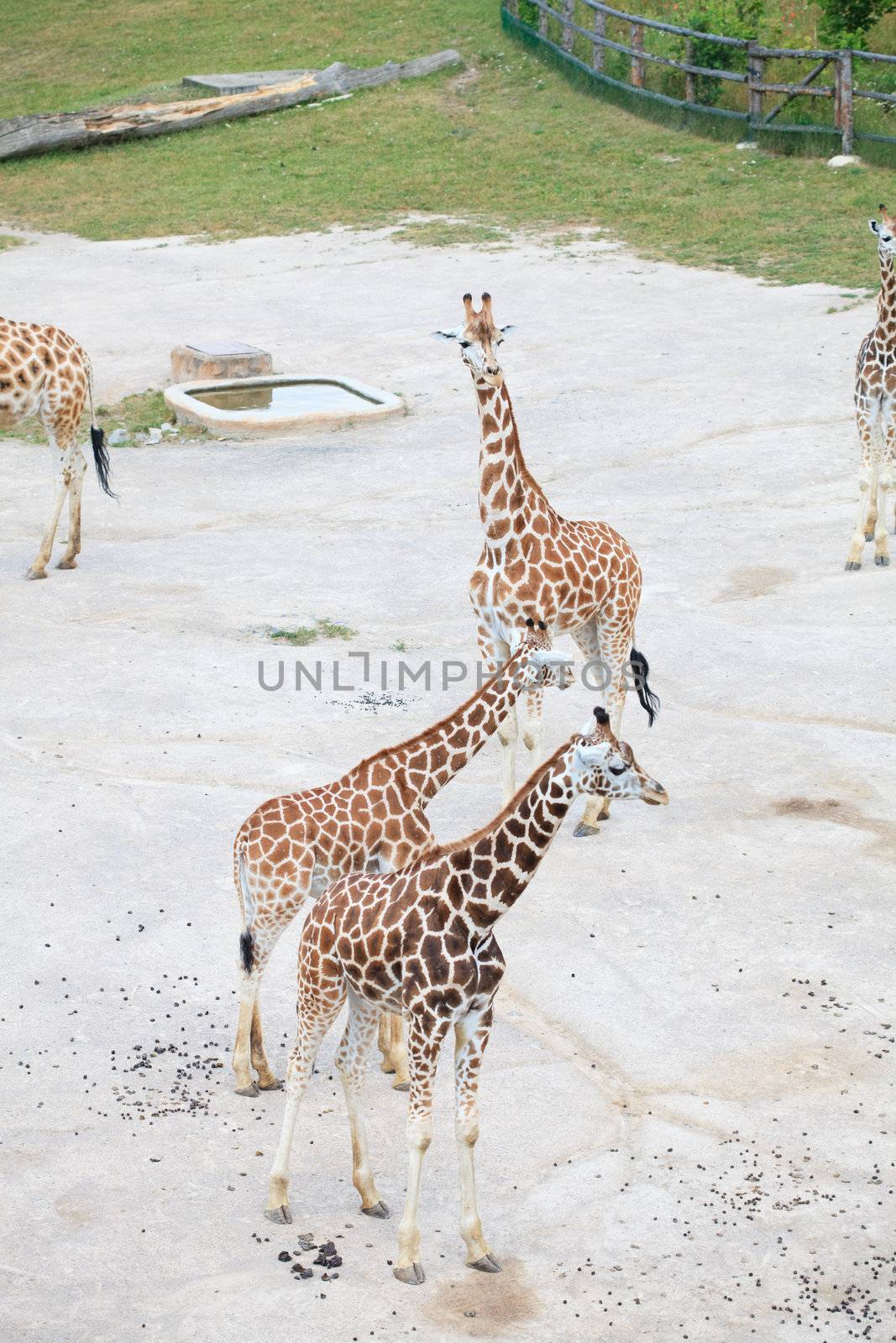 giraffes in the savanna by jannyjus