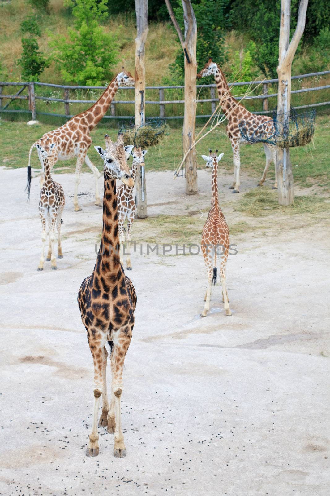 giraffes in the savanna by jannyjus
