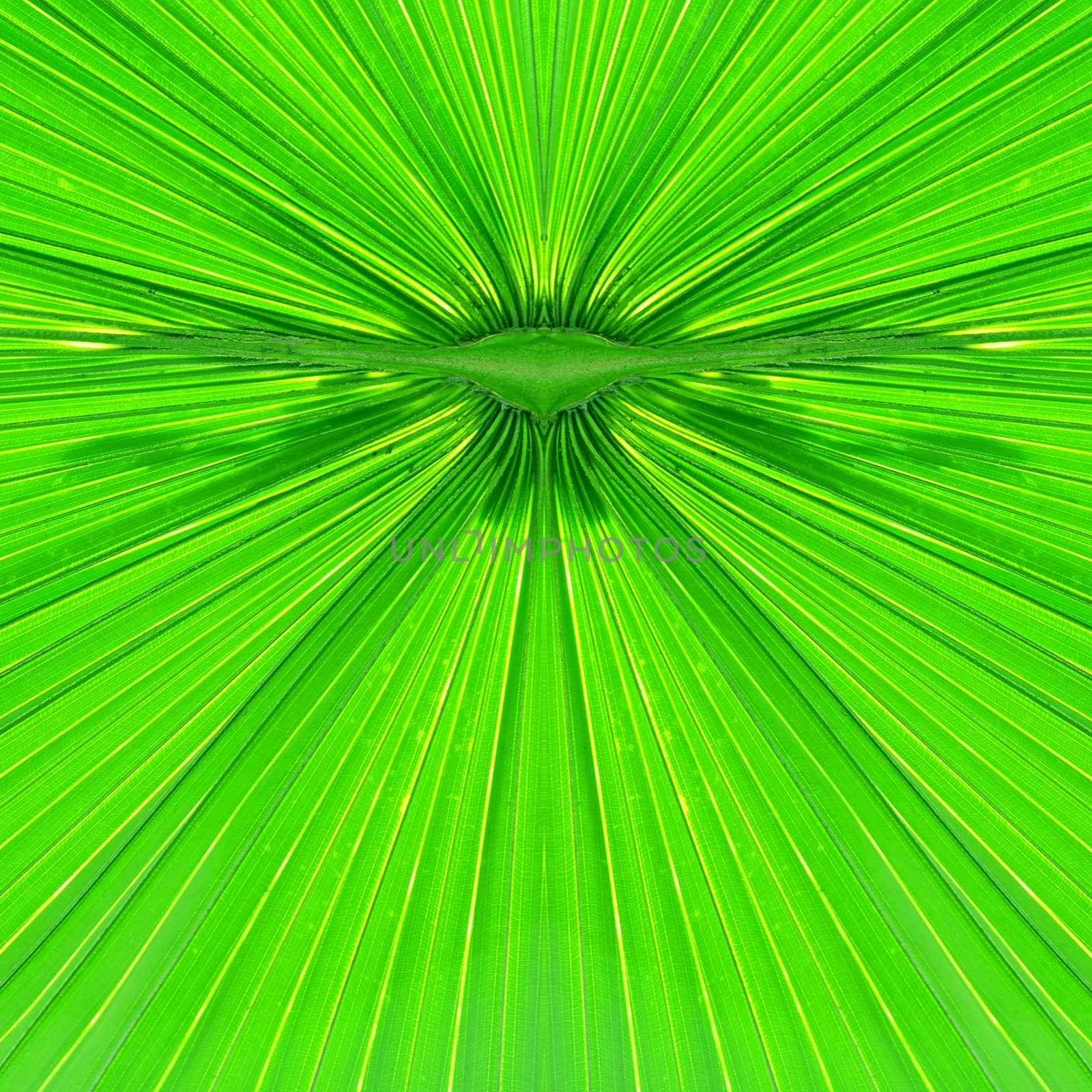 green palm leaf by jackq