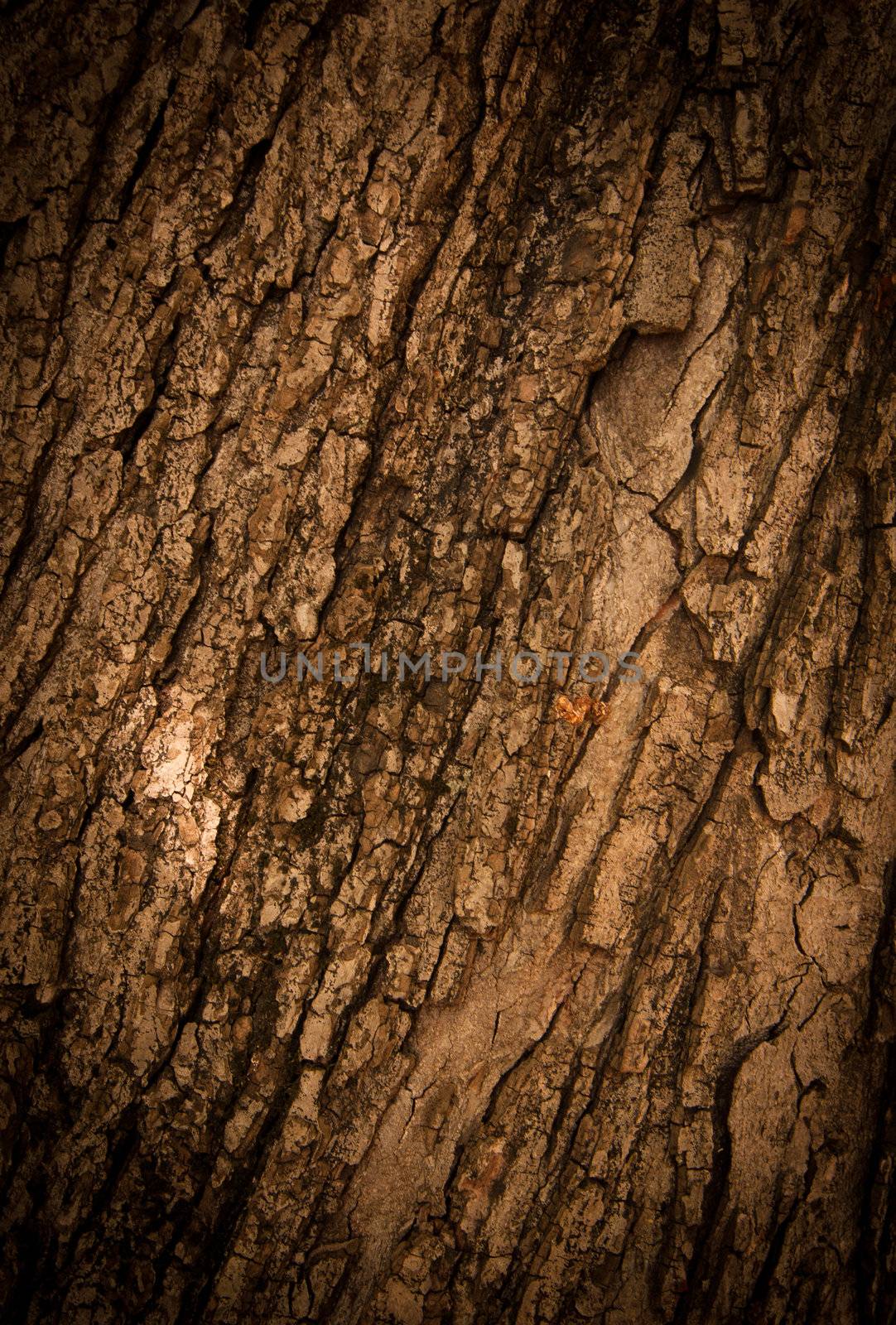 Bark of Oak Tree. Texture. Close up