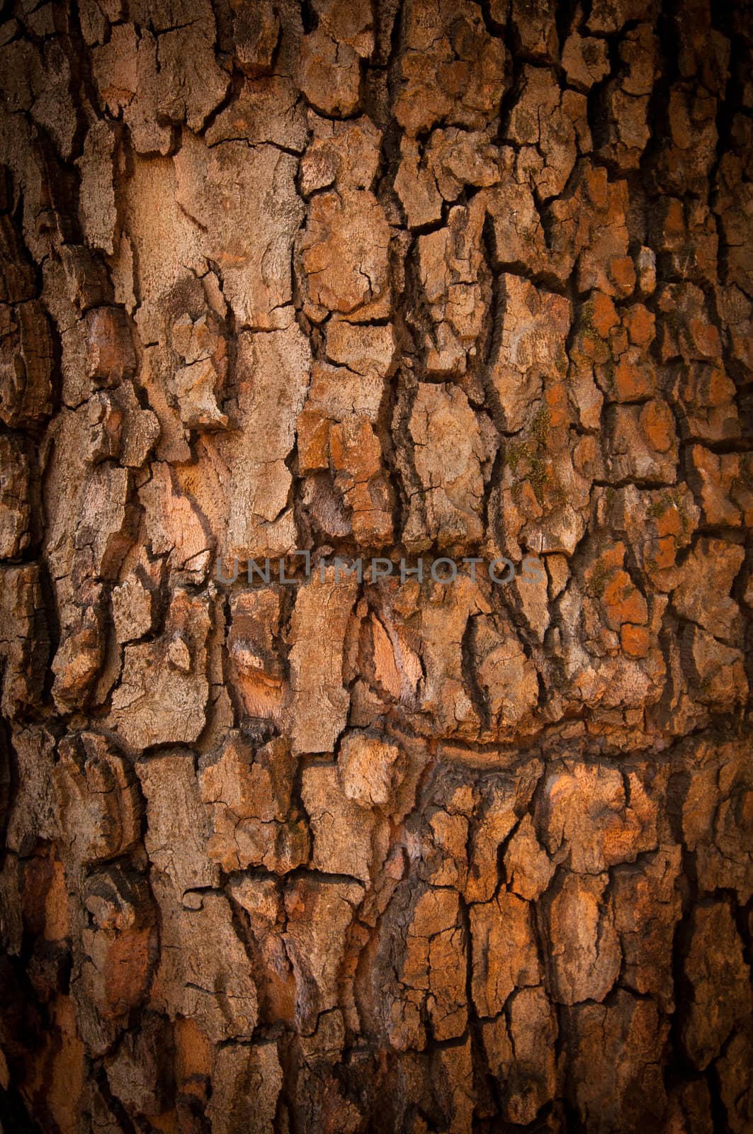 Bark of Pine Tree. Texture. Close up