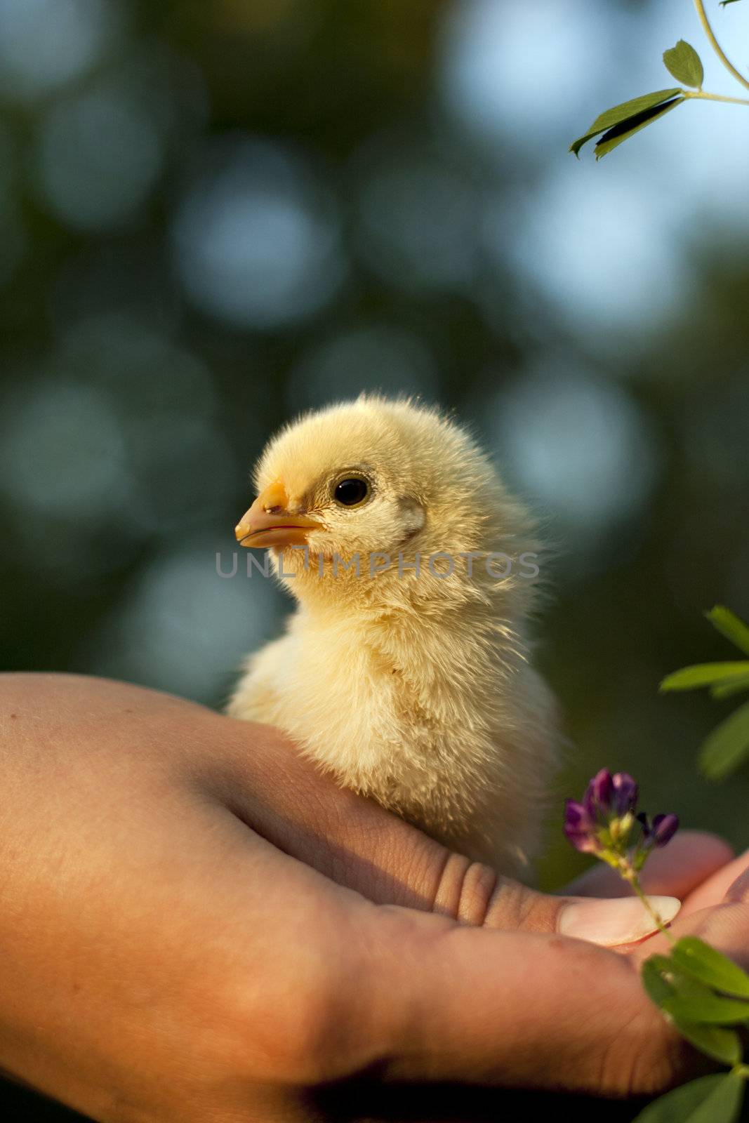 chicken in his hand by zokov