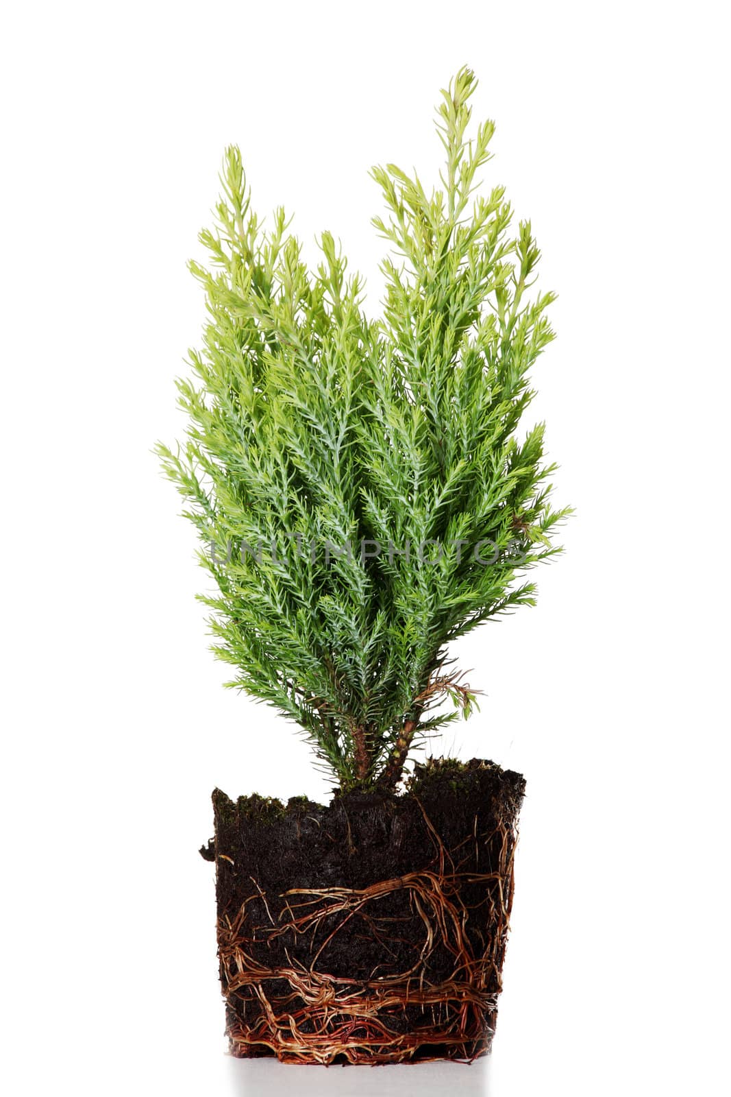 Thuja by BDS