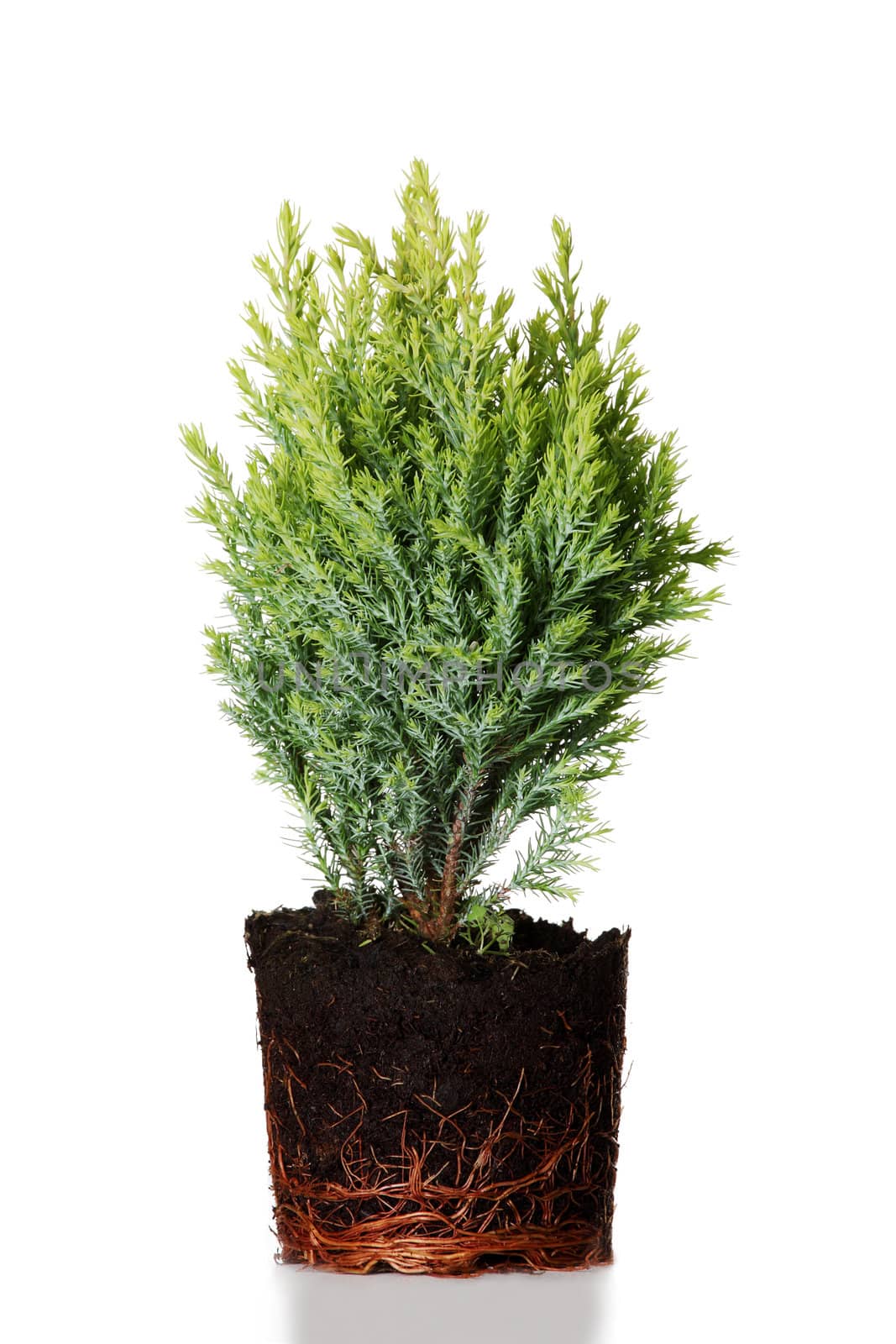 Thuja by BDS
