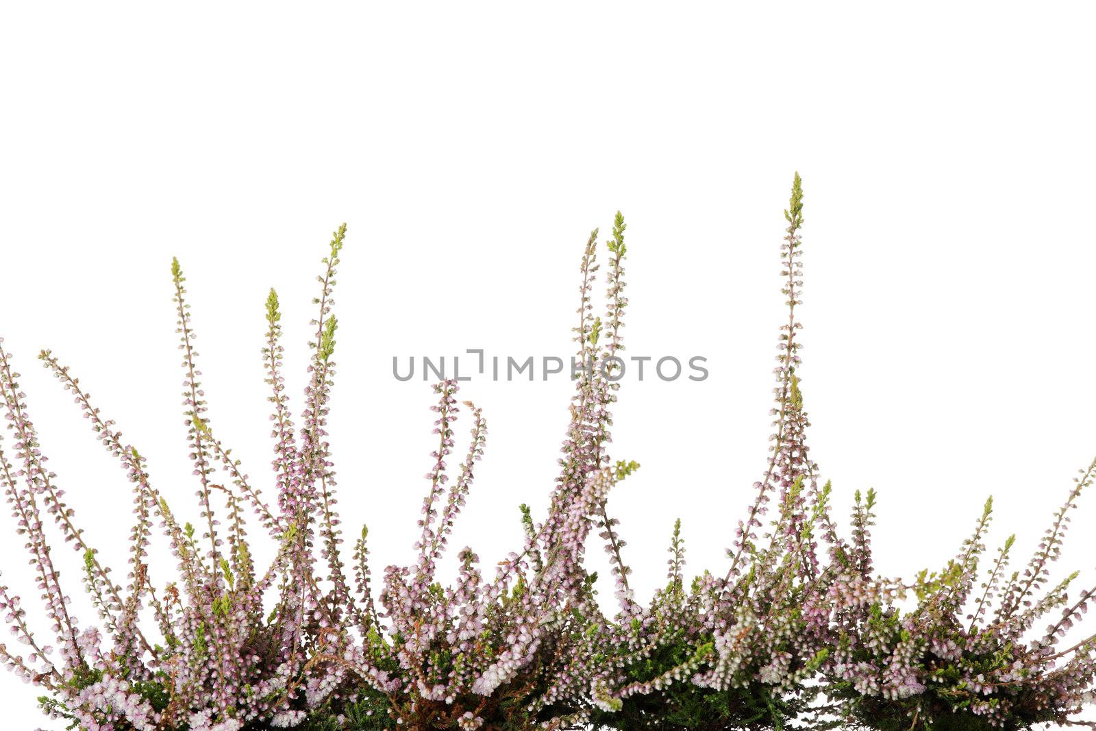 Heather with flowers isolated on white background