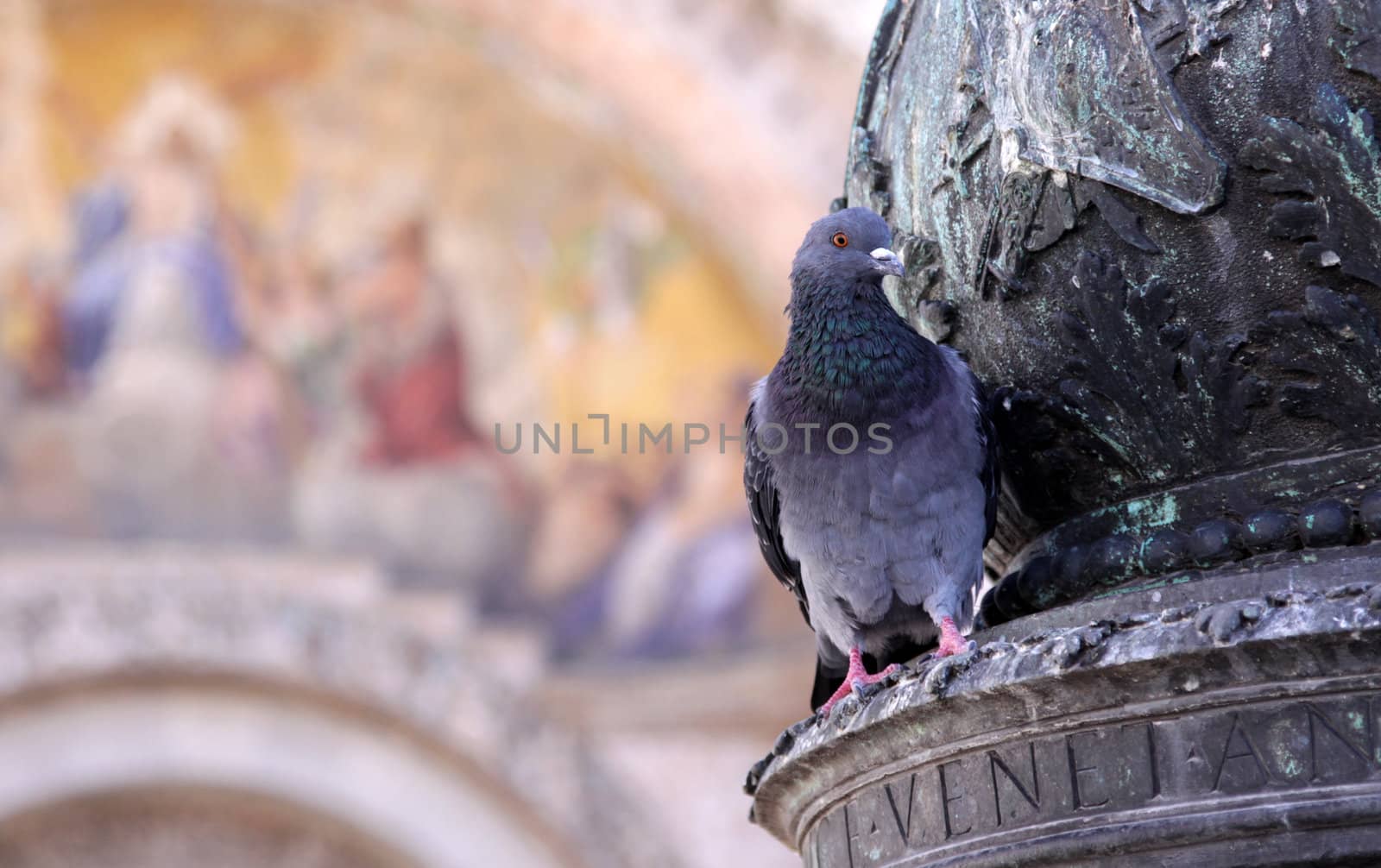 Venetian Pigeon
 by ca2hill