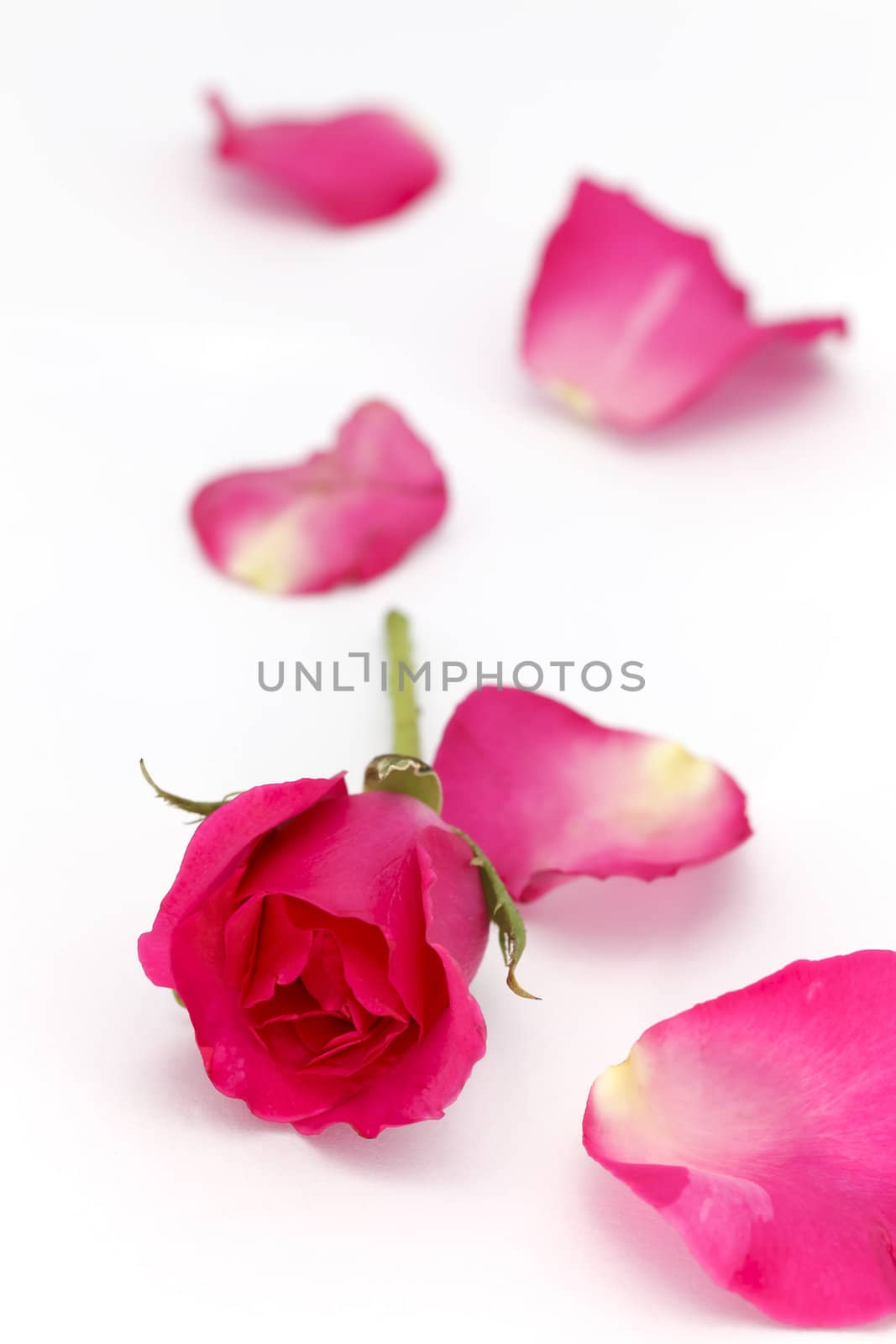 Red rose and petals