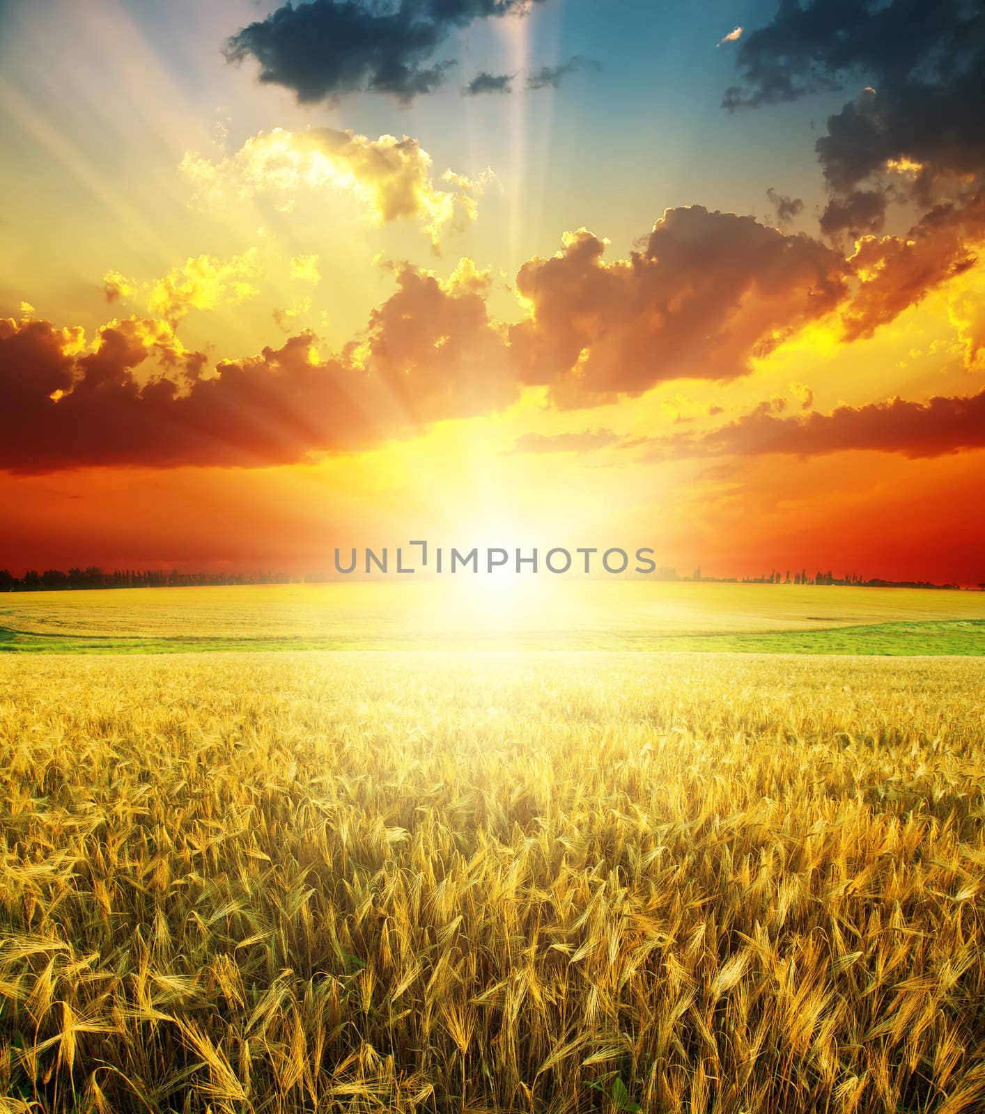 good red sunset over golden field