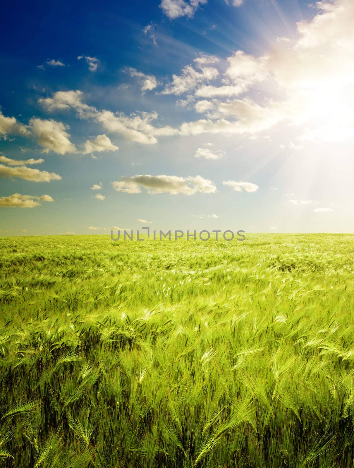 sunset over agricultural green field by mycola