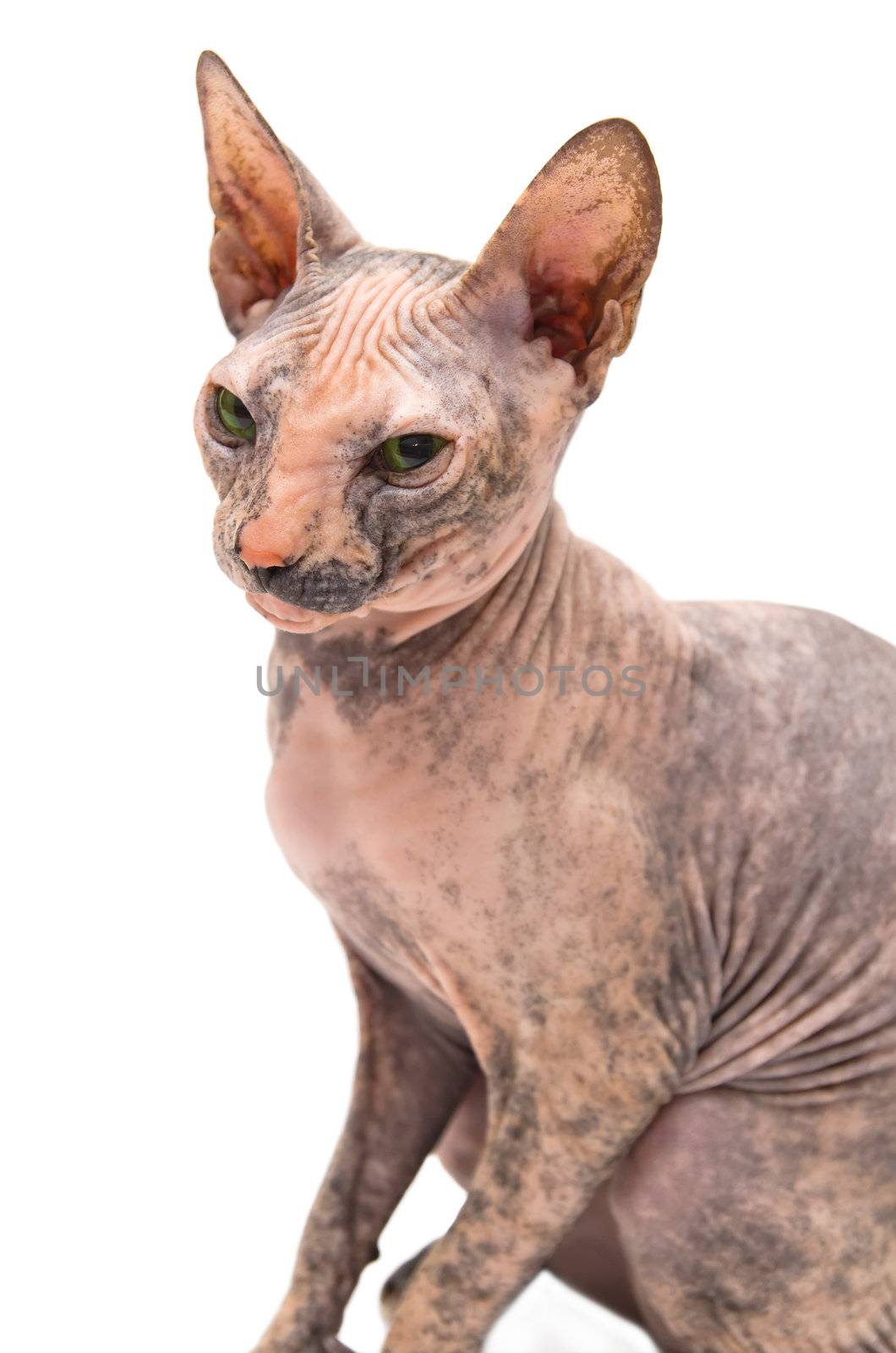 Young Don Sphynx on white background