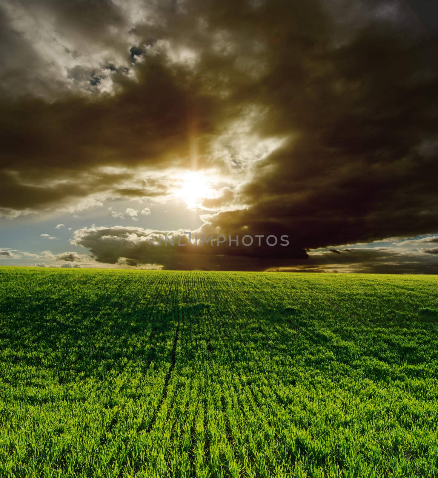 agricultural green field and dramatic sunset by mycola