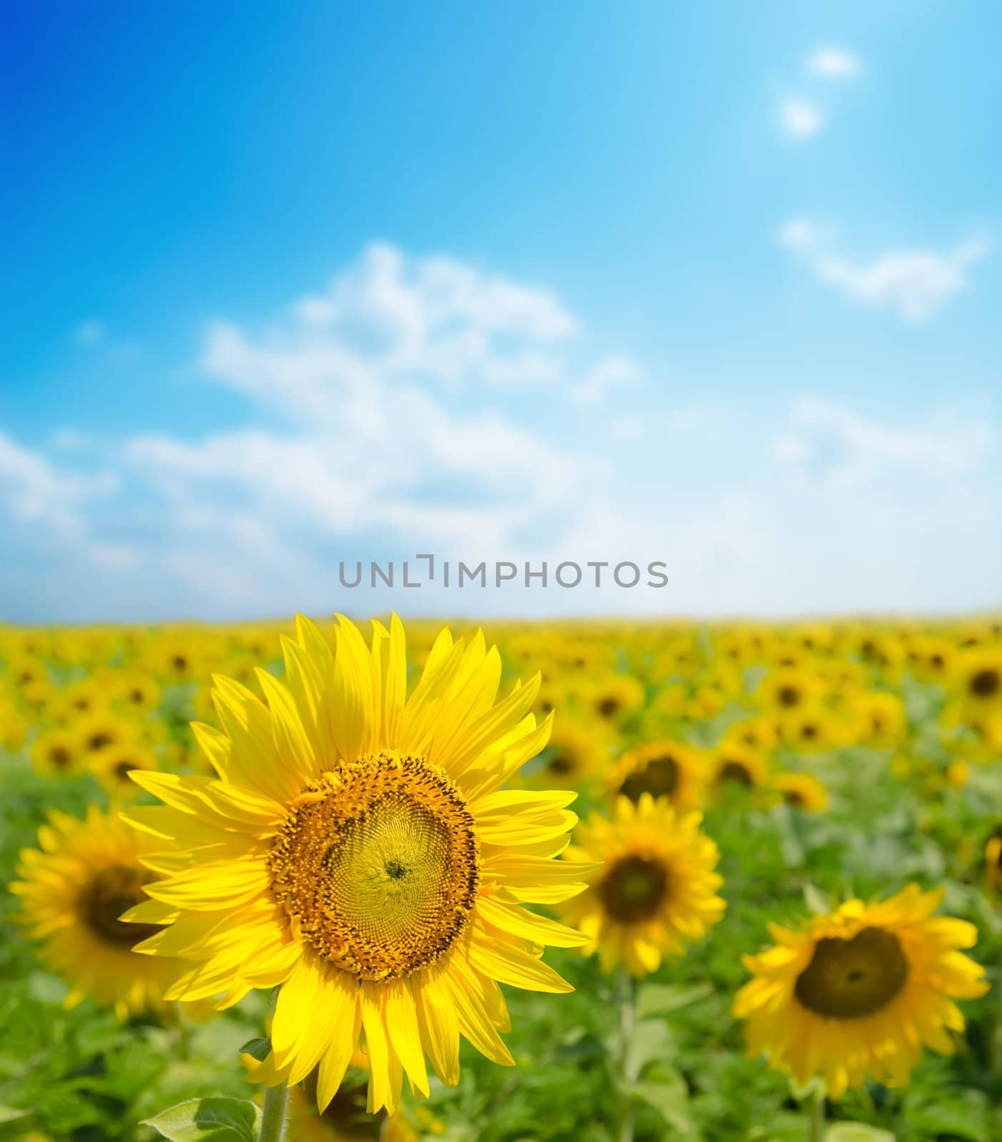 sunflower close up on field. soft focus