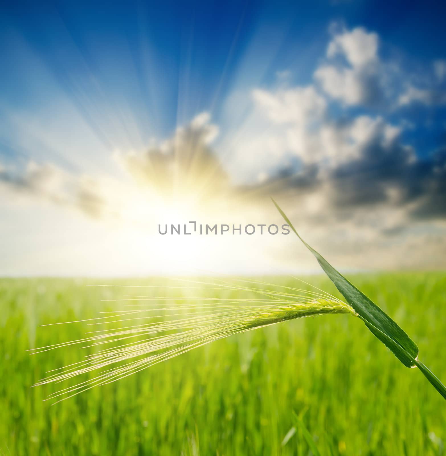 green ear over field and sunset. soft focus