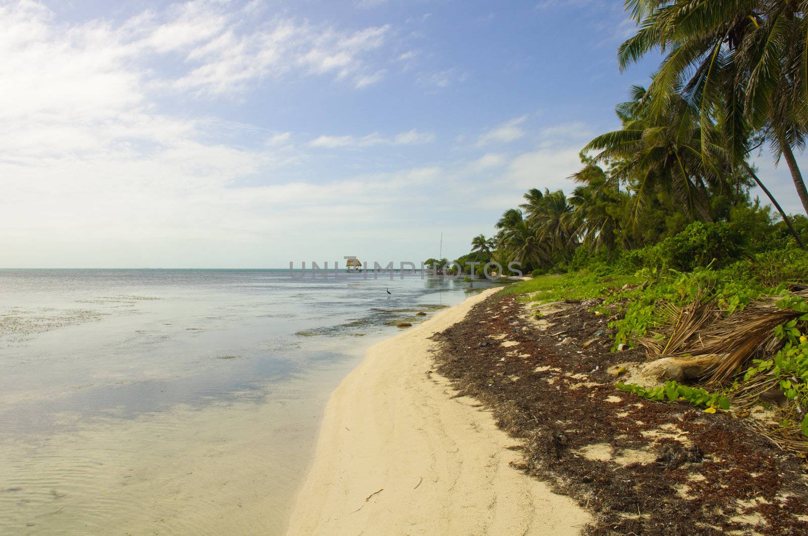 Caribbean Beach in Ambergris Caye, Belize