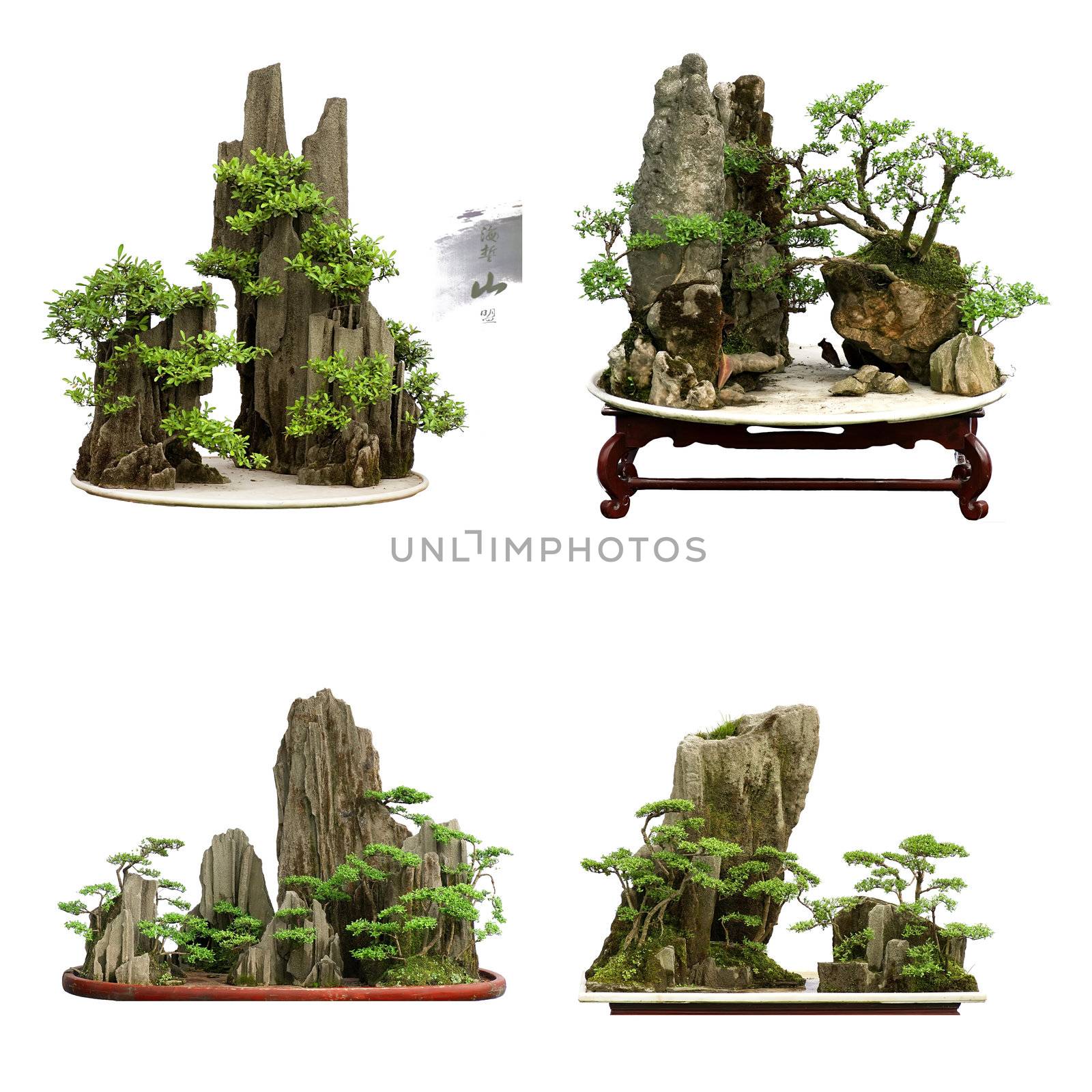 collection of the best china bonsai with white isolated backgrou by jackq