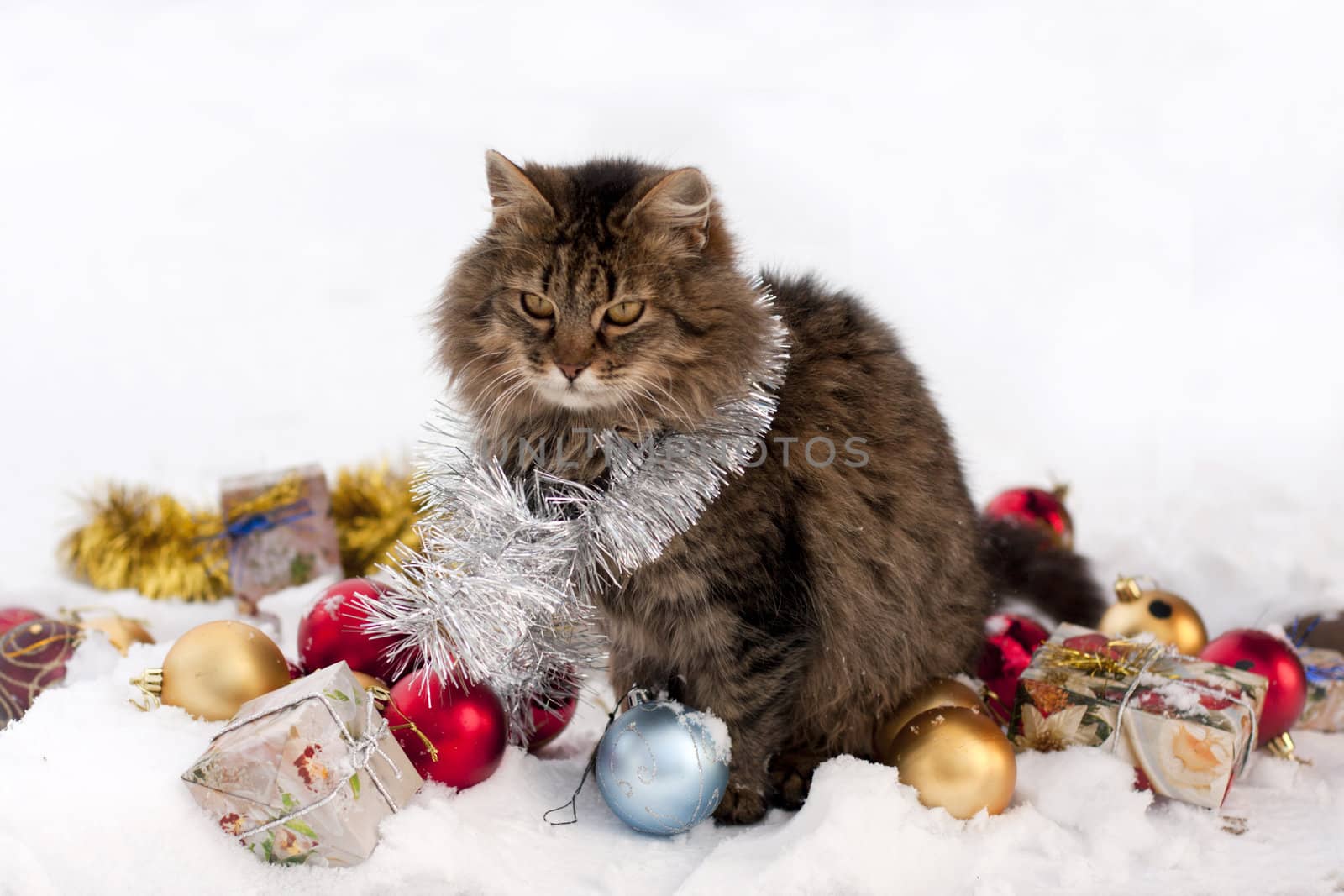 cat in winter by zokov