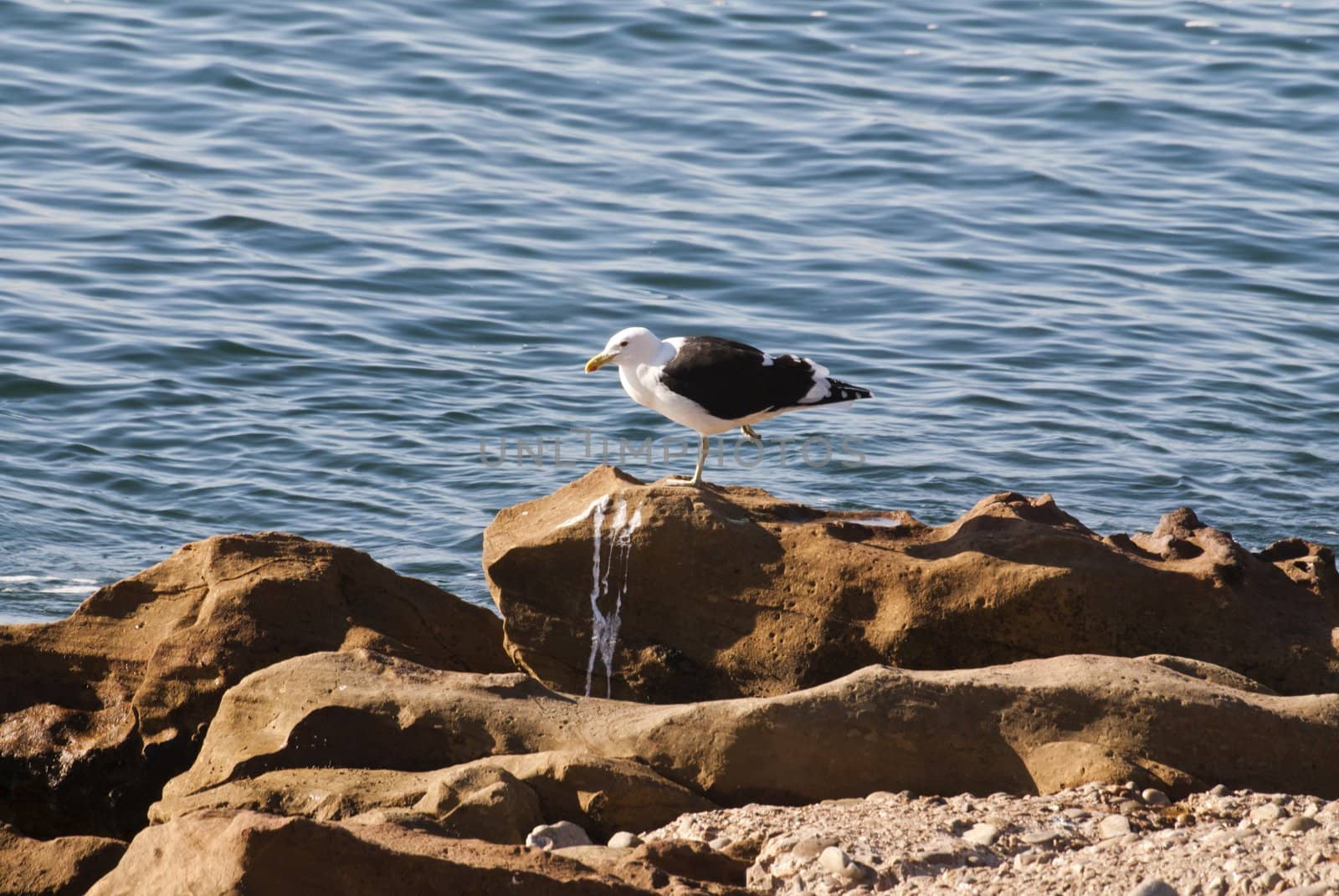 A lone seagull rests on rocks on a beach, South Africa