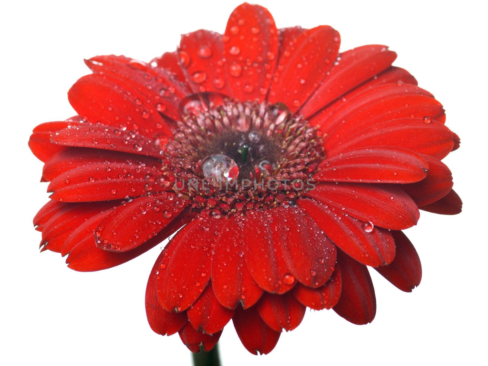 red flower with rain drops  by motorolka
