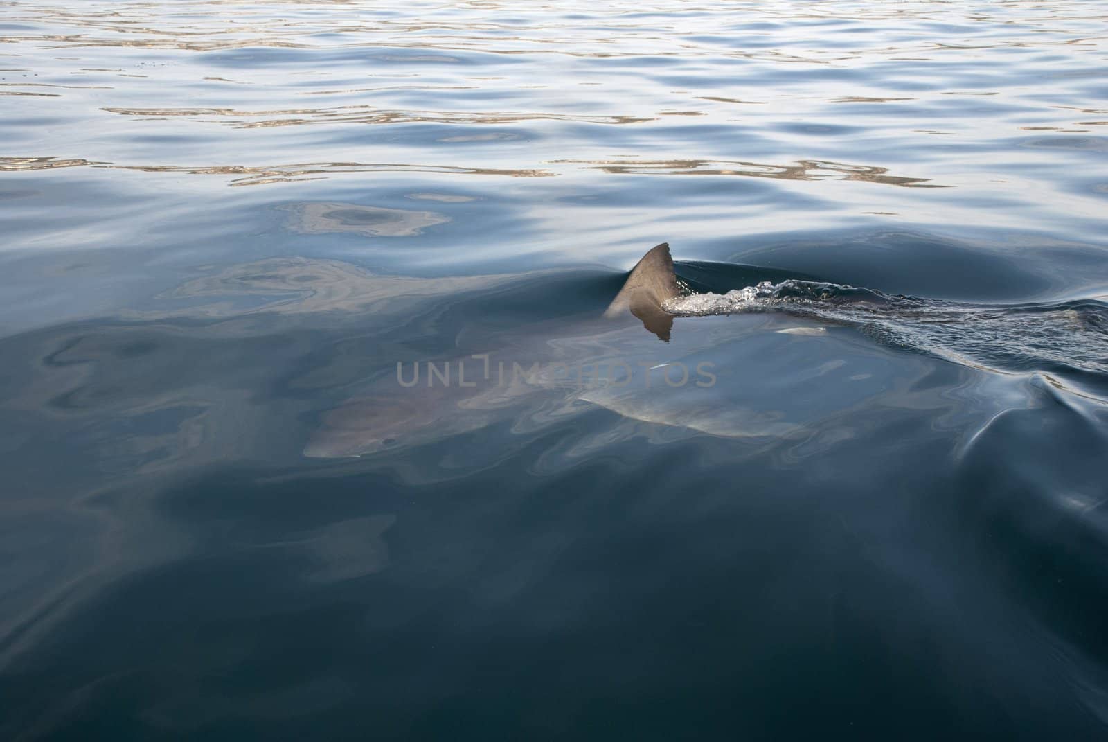 A great white shark breaks the waters surface as it glides through the water