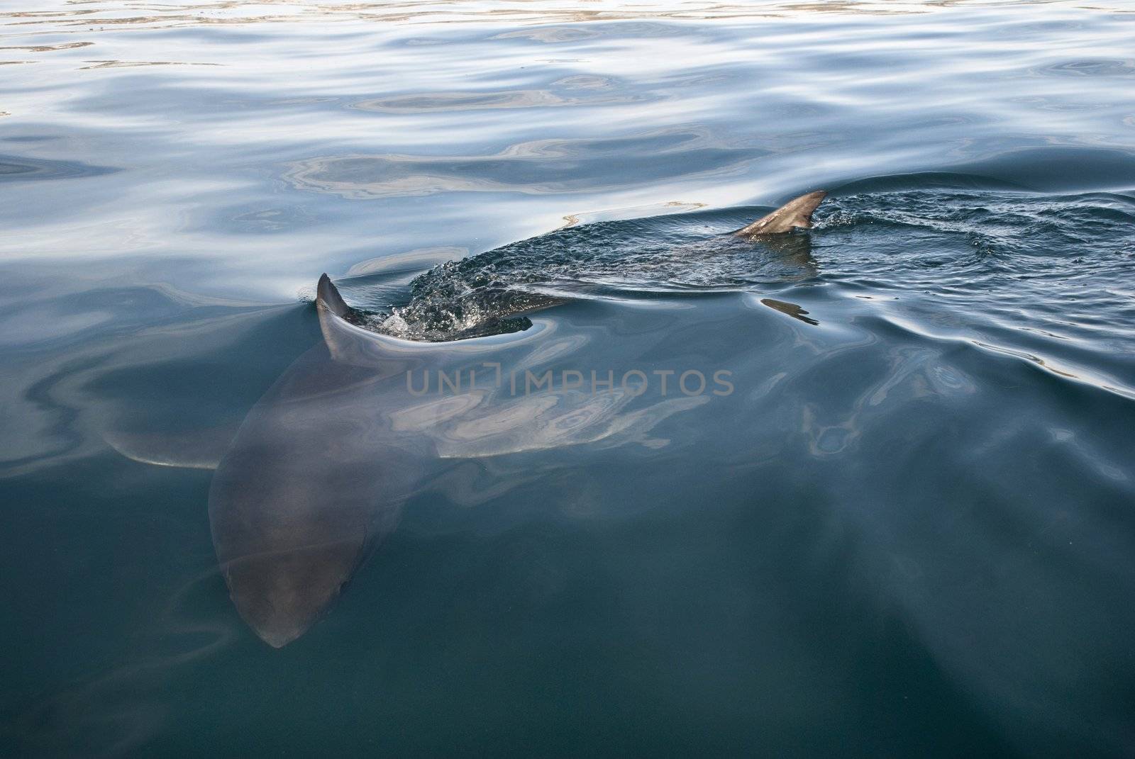 A great white sharks fins break the waters surface as it swims towards the camera