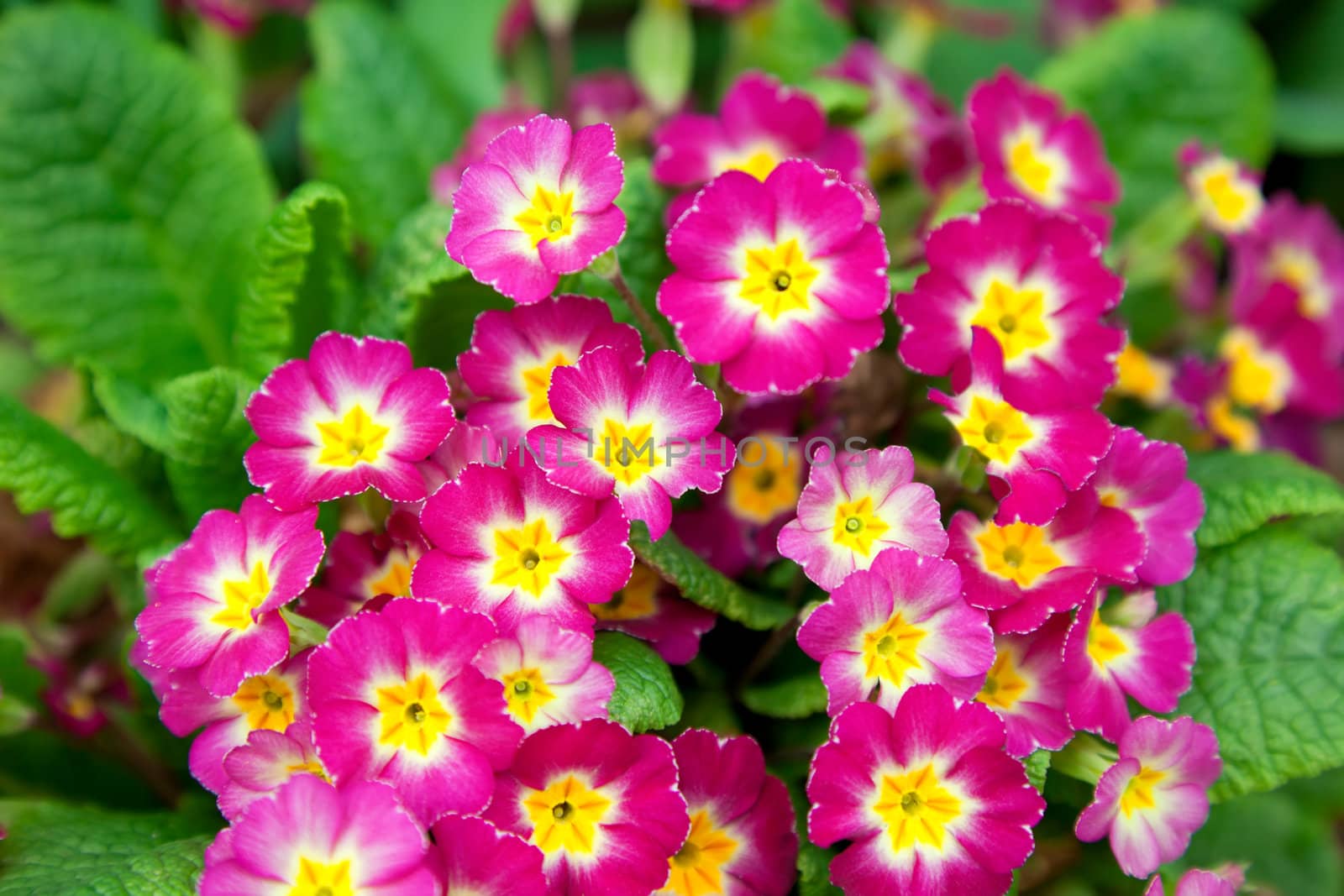 beautiful primulas on green grass background 