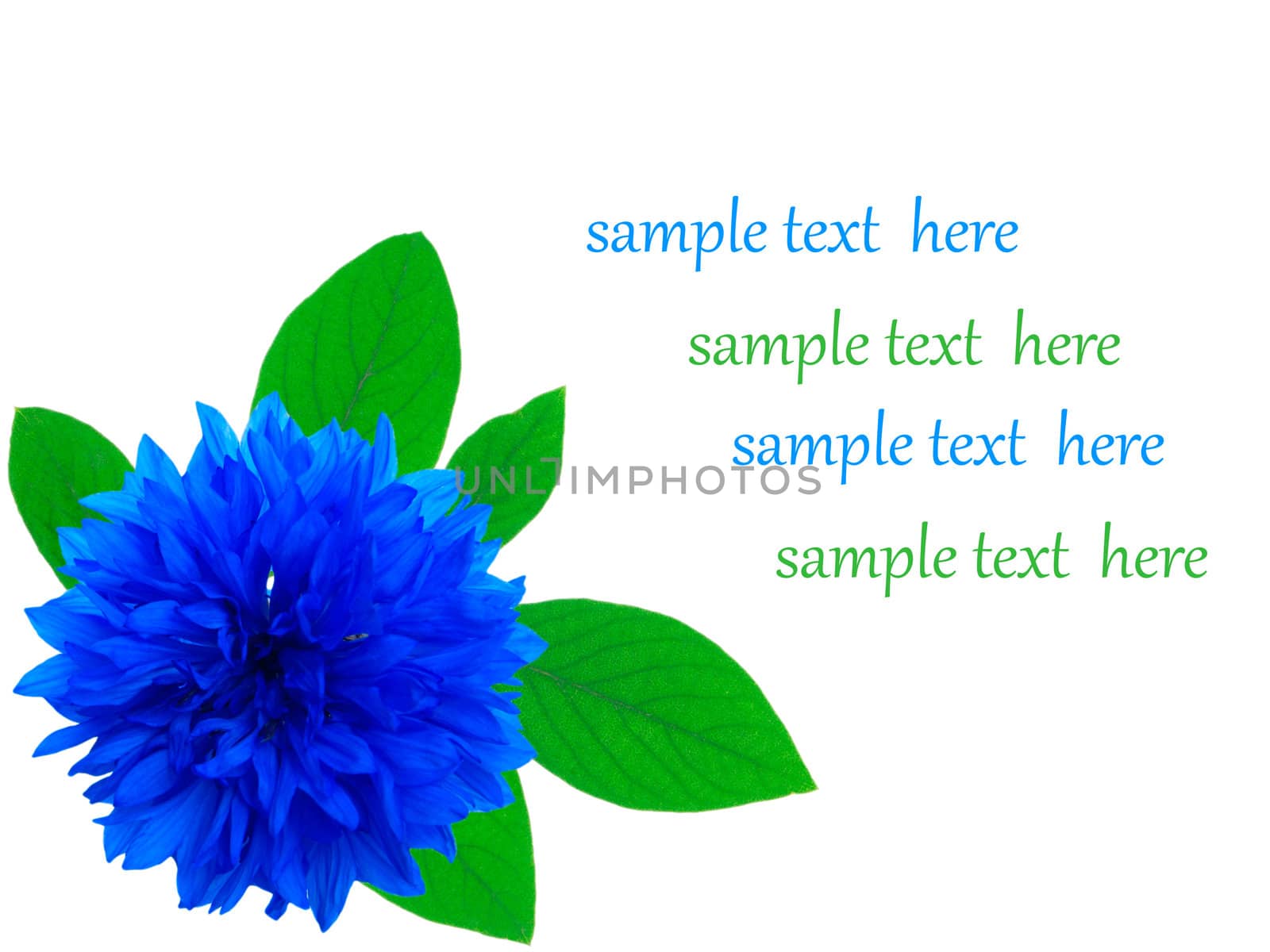 cornflower isolated on white background with with room for text 