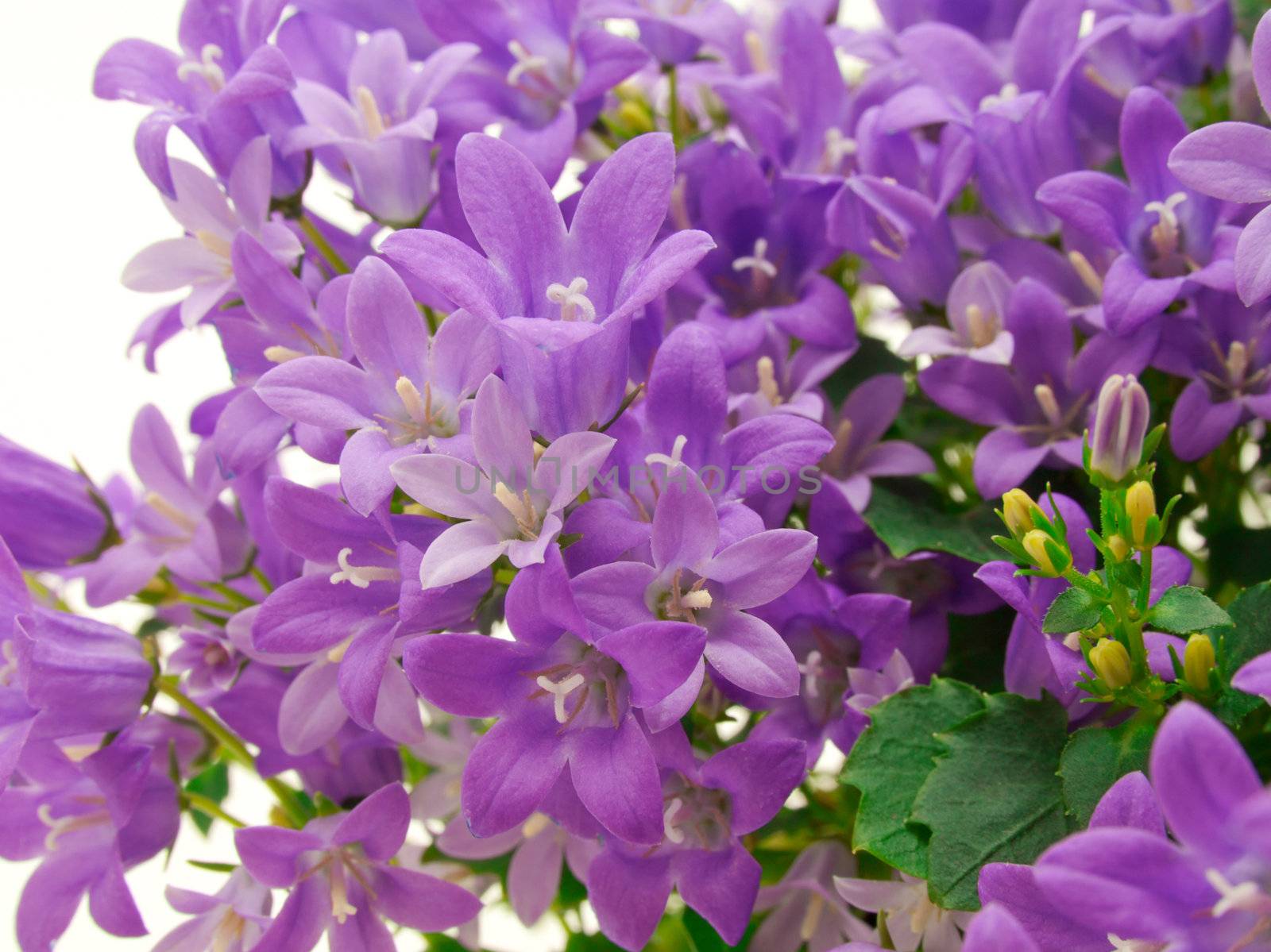 campanula flowers by motorolka