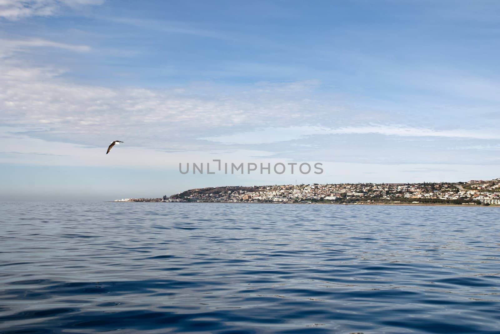 Picturesque image of Mossel Bay with a sea bird flying past