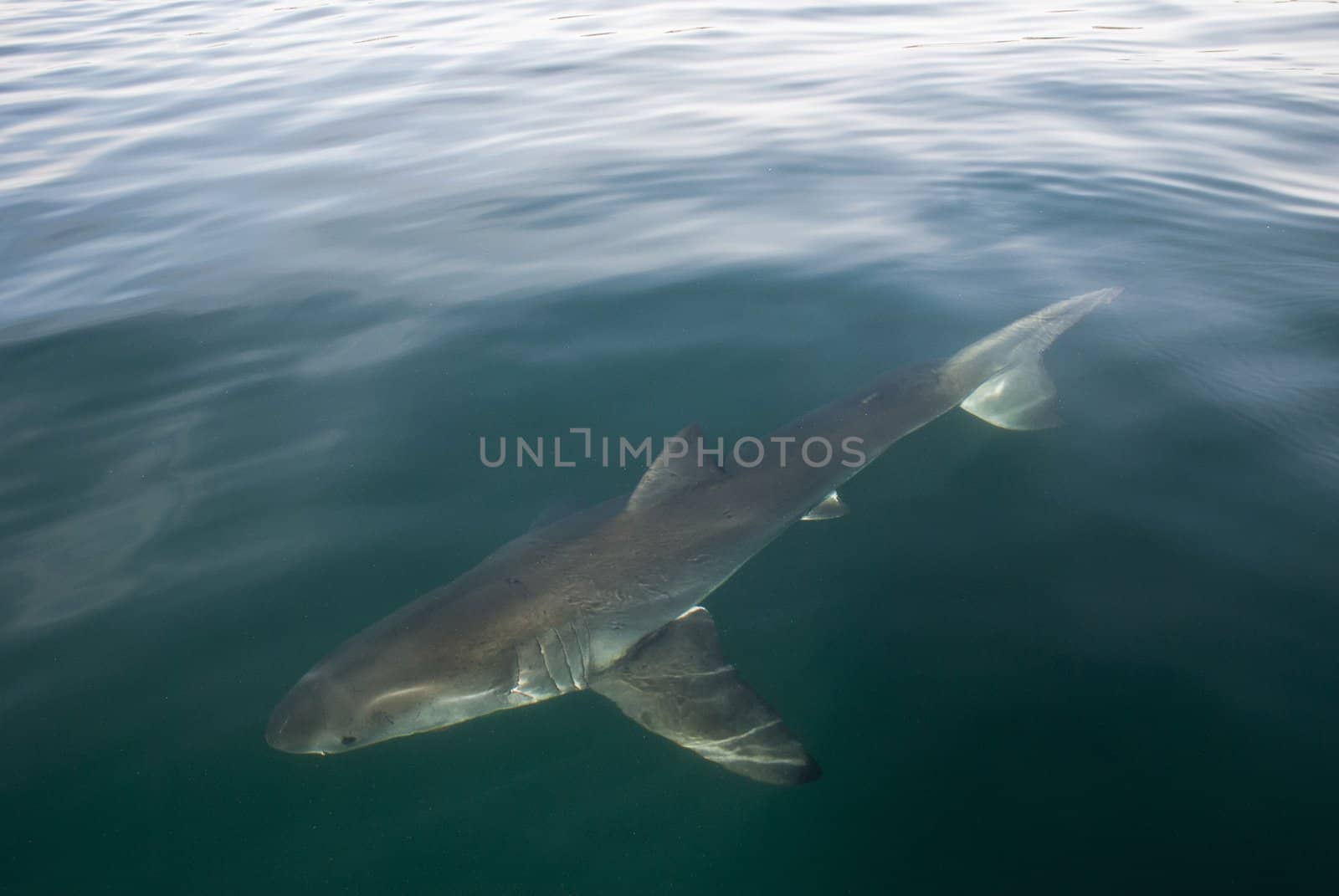 A great white shark beneath the waters surface
