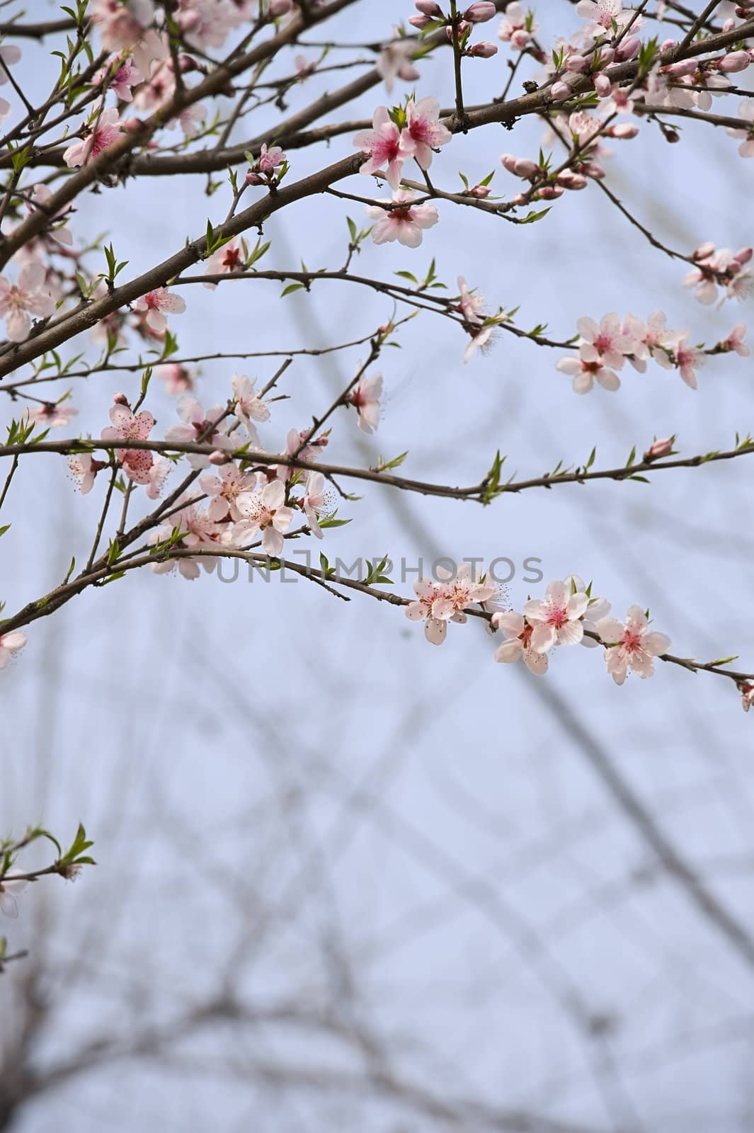 pink Peach blossom in a garden at spring