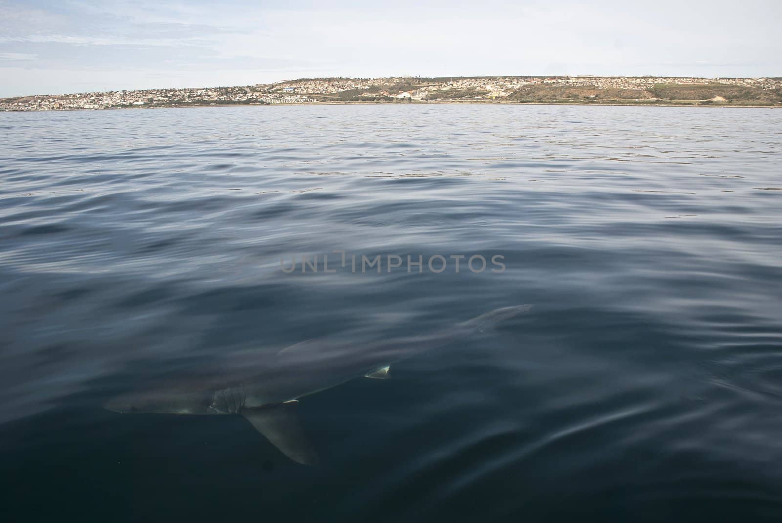 A great white shark swims beneath the waters surface