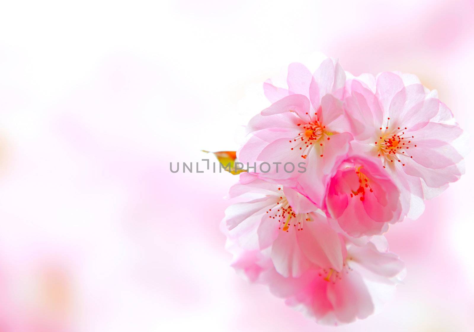 Apple Blossom close up.