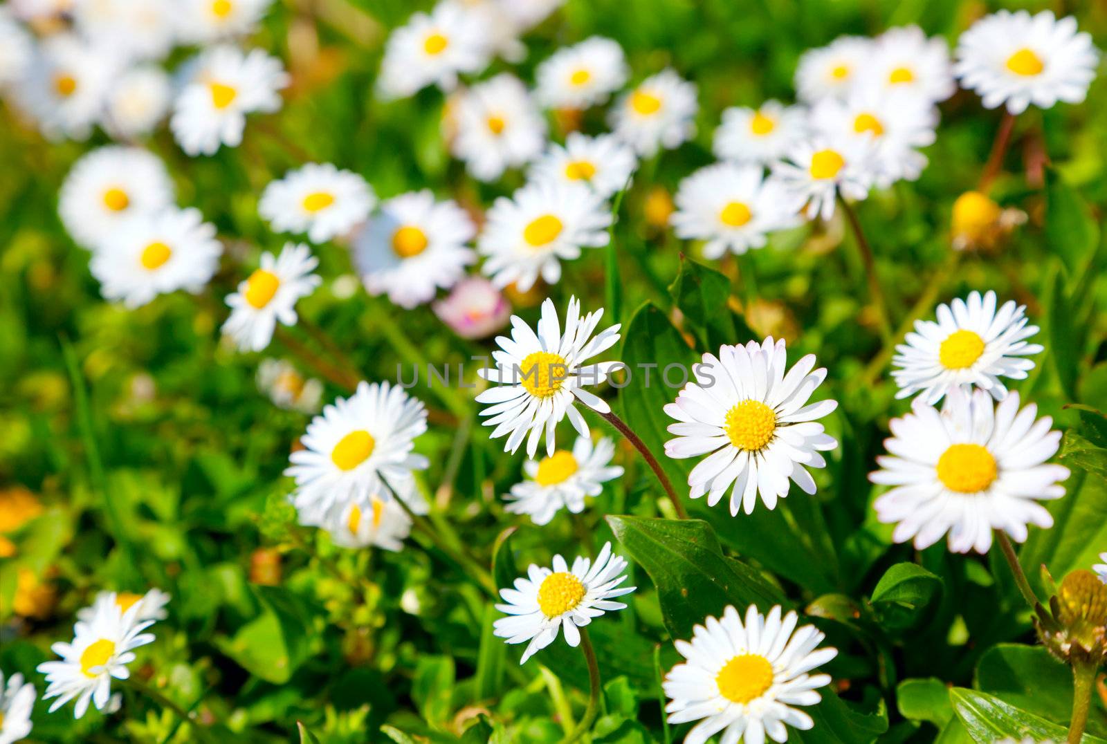 Daisies in a meadow, close-up  by motorolka