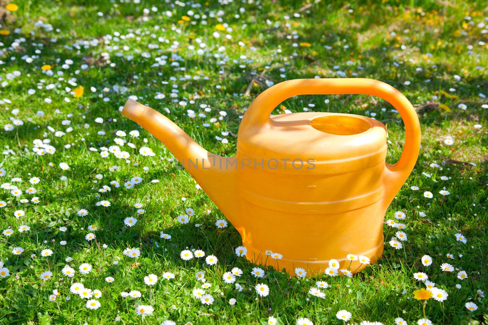Green watering can on a field of daisies.  by motorolka