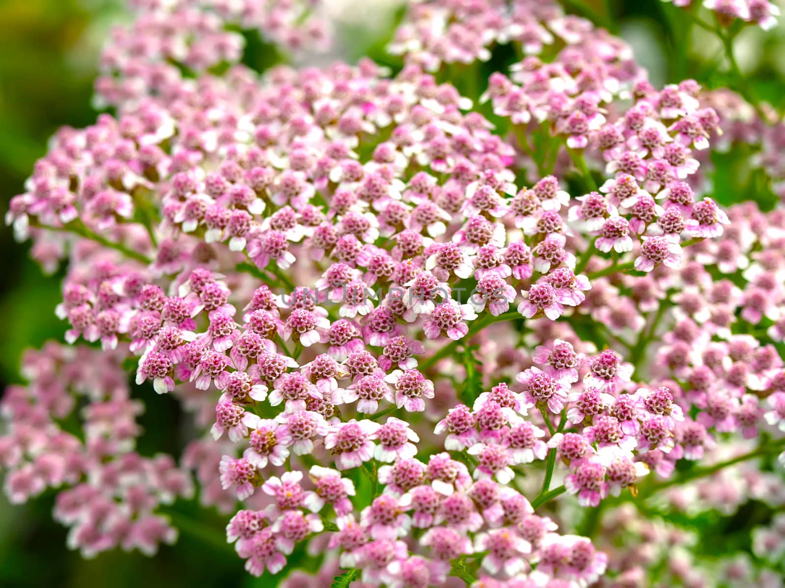 achillea millefolium flower by motorolka