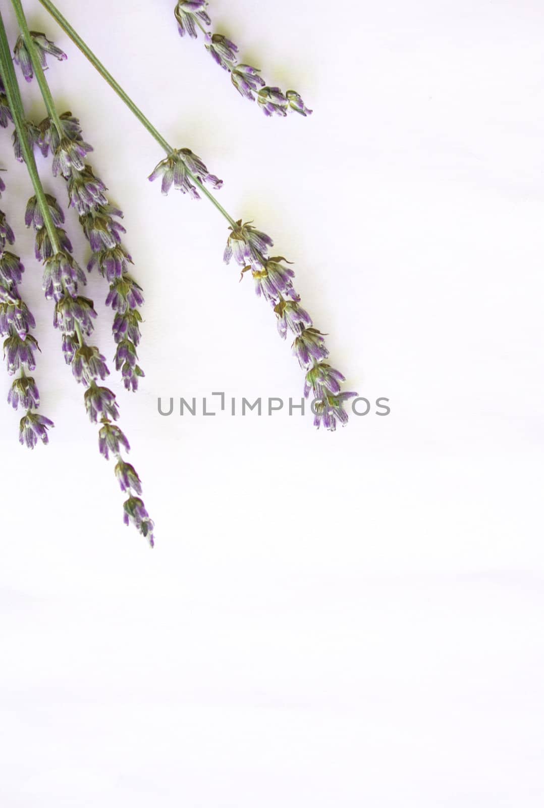 bunch of lavender flowers isolated on white background

