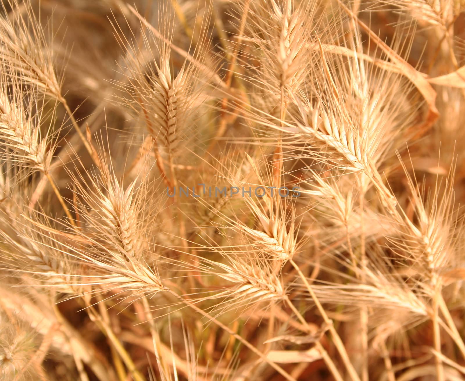 Golden ears can use as background
